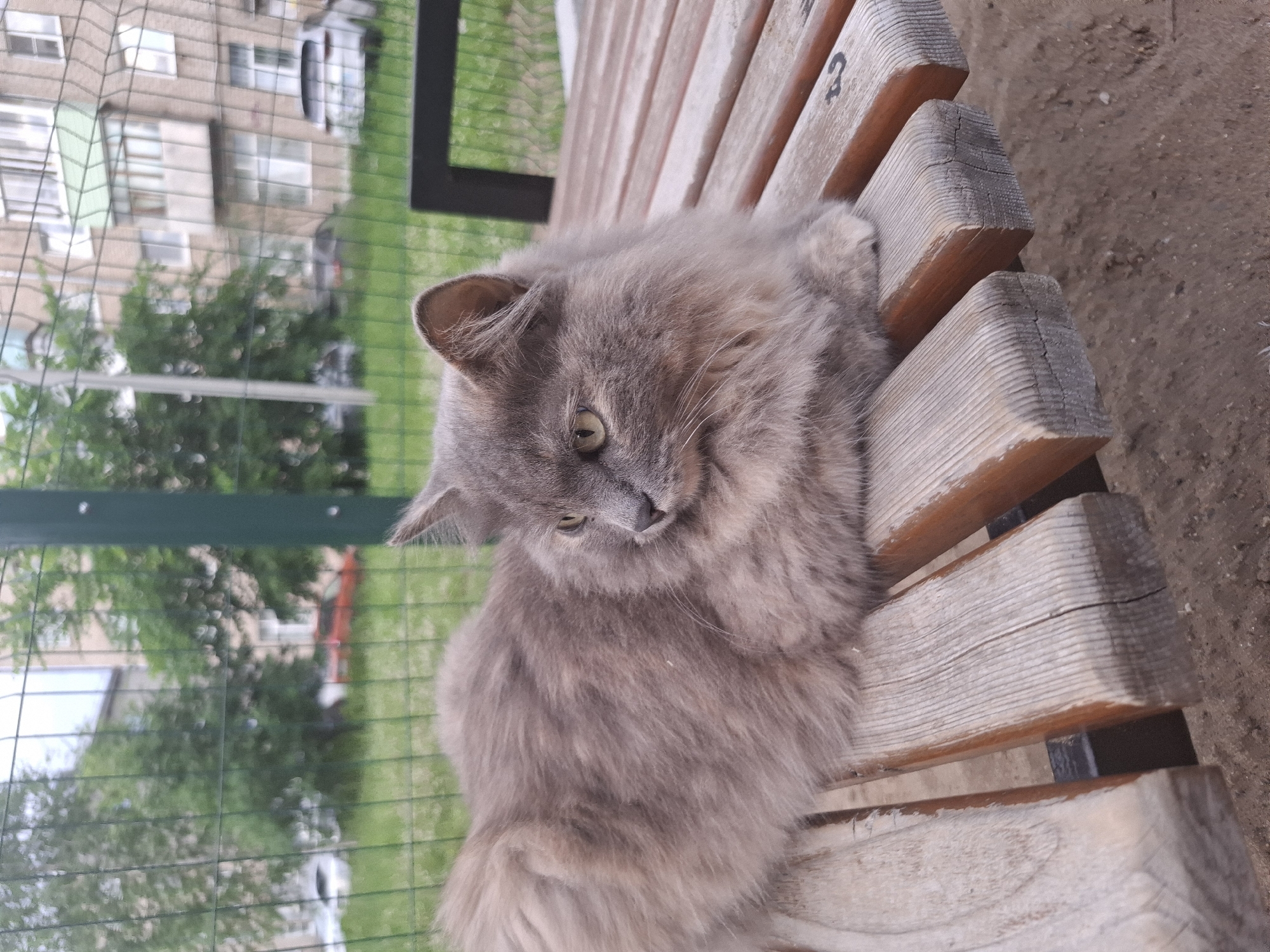 A long-haired gray cat is lying on a wooden bench in an outdoor area. The bench is made of several wooden planks. Behind the bench, there is a green metal fence. Beyond the fence, there are trees and a multi-story building with windows. In the background, parked cars are visible. The ground is covered in dirt. The scene appears to be in a residential area of Chaikovsky, Russia.