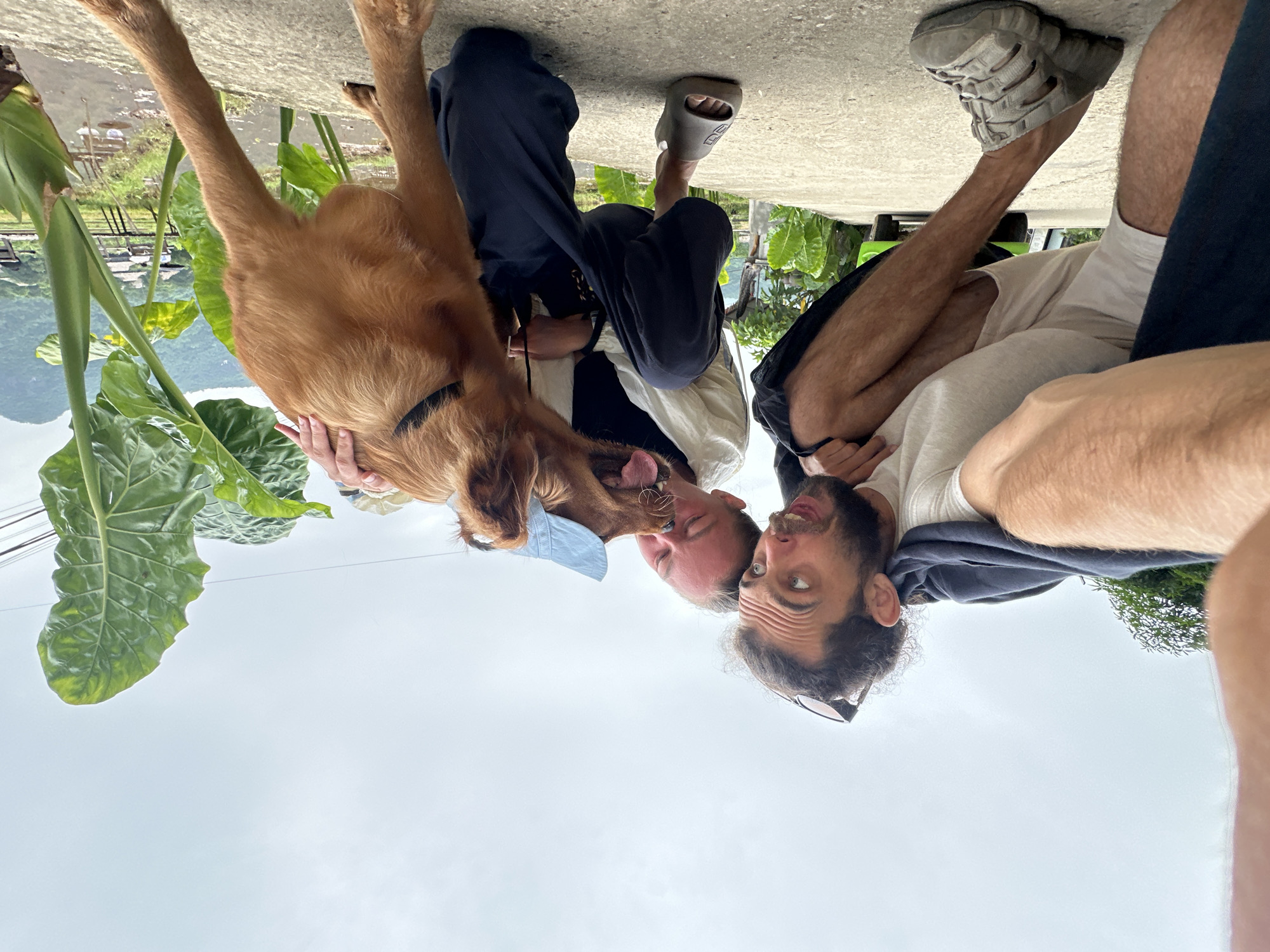 In Mai Chau, Vietnam, two individuals are interacting with a medium-sized, tan dog in an outdoor setting. The person on the left, with dark curly hair and a beard, is wearing a white t-shirt and a dark hooded jacket draped over their shoulders, white shorts, and grey sandals. They are crouching, with their left leg extended forward, and their right hand is on the dog. Their facial expression is one of surprise or excitement.
The second person, positioned to the right, is also crouching. They are wearing a white long-sleeved shirt and dark pants, with grey slides on their feet. They are leaning forward, with their head close to the dog, and their right hand is on the dog's back.
The dog, with tan fur, is also crouching and appears to be licking or nudging the second person's face. The dog is wearing a black collar and a light blue accessory on its head, possibly a bandana or hat.
The environment suggests a rural or semi-rural area. In the background, there are large green leafy plants, a body of water, and further in the distance, structures that appear to be traditional stilt houses. Mountains are visible in the far background under a cloudy sky. The ground in the foreground is a concrete or paved surface. A bright green vehicle is partially visible in the mid-ground on the left. The overall lighting is soft and diffused, consistent with an overcast day.