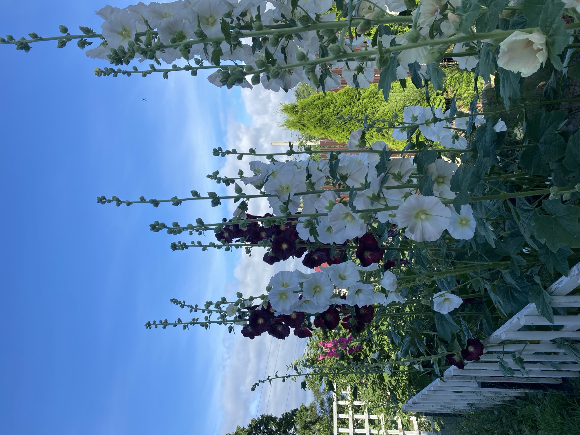 The image depicts a garden with tall hollyhocks in bloom. The flowers are of various colors, including white and dark purple, and are arranged in vertical spikes. The hollyhocks are growing along a white wooden fence, with lush green foliage and a bright blue sky with some clouds in the background. In the distance, a small evergreen tree is visible. The image appears to have been taken in a residential area, possibly a backyard garden. Based on the provided coordinates for Tret'ya Pad', Russia, the scene is likely located in a rural or suburban setting within that region. There are no people visible in the image, and the focus is on the natural beauty of the flowers and the garden environment.