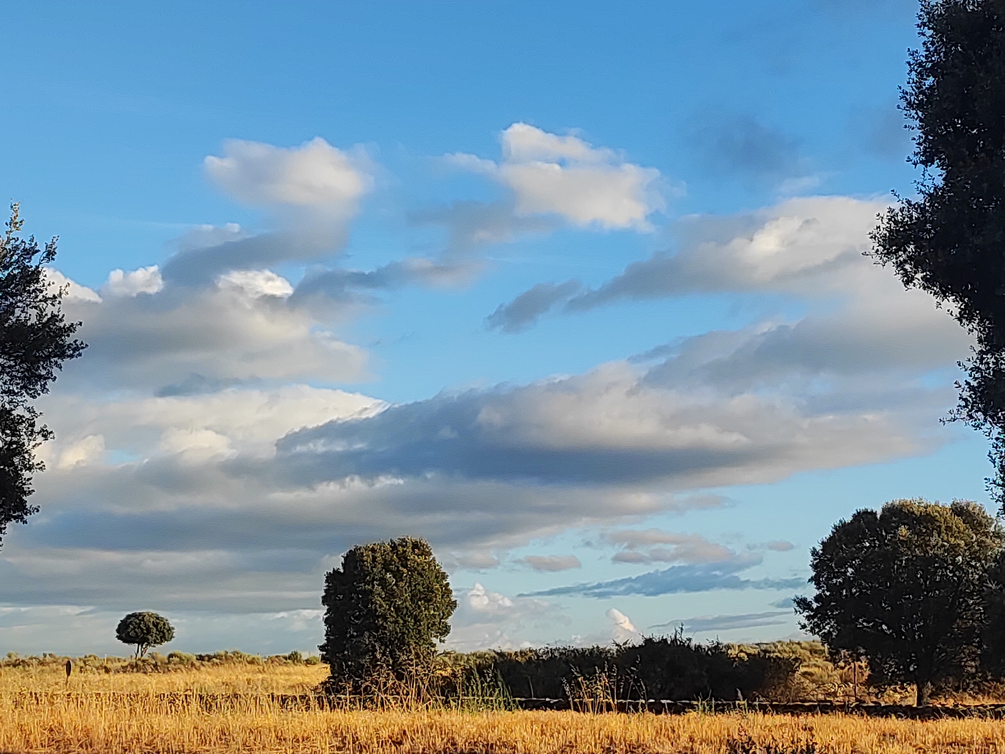 This is a photograph of a rural landscape in Sobradillo, Spain, under a bright blue sky with scattered white and grey clouds. In the foreground, a field of dry, golden grass stretches across the scene. To the left and right edges of the image, the dark silhouettes of trees frame the view. In the middle ground, there are several clusters of trees and vegetation. One solitary, rounded tree stands in the left-center of the frame. Further to the right, a larger, more dense tree is visible. A line of darker, low-lying bushes or hedges runs horizontally across the middle ground, separating the field from the distant horizon, which is a mix of subtle hills and more vegetation. The light suggests it is either early morning or late afternoon, casting a warm glow on the dry grass.