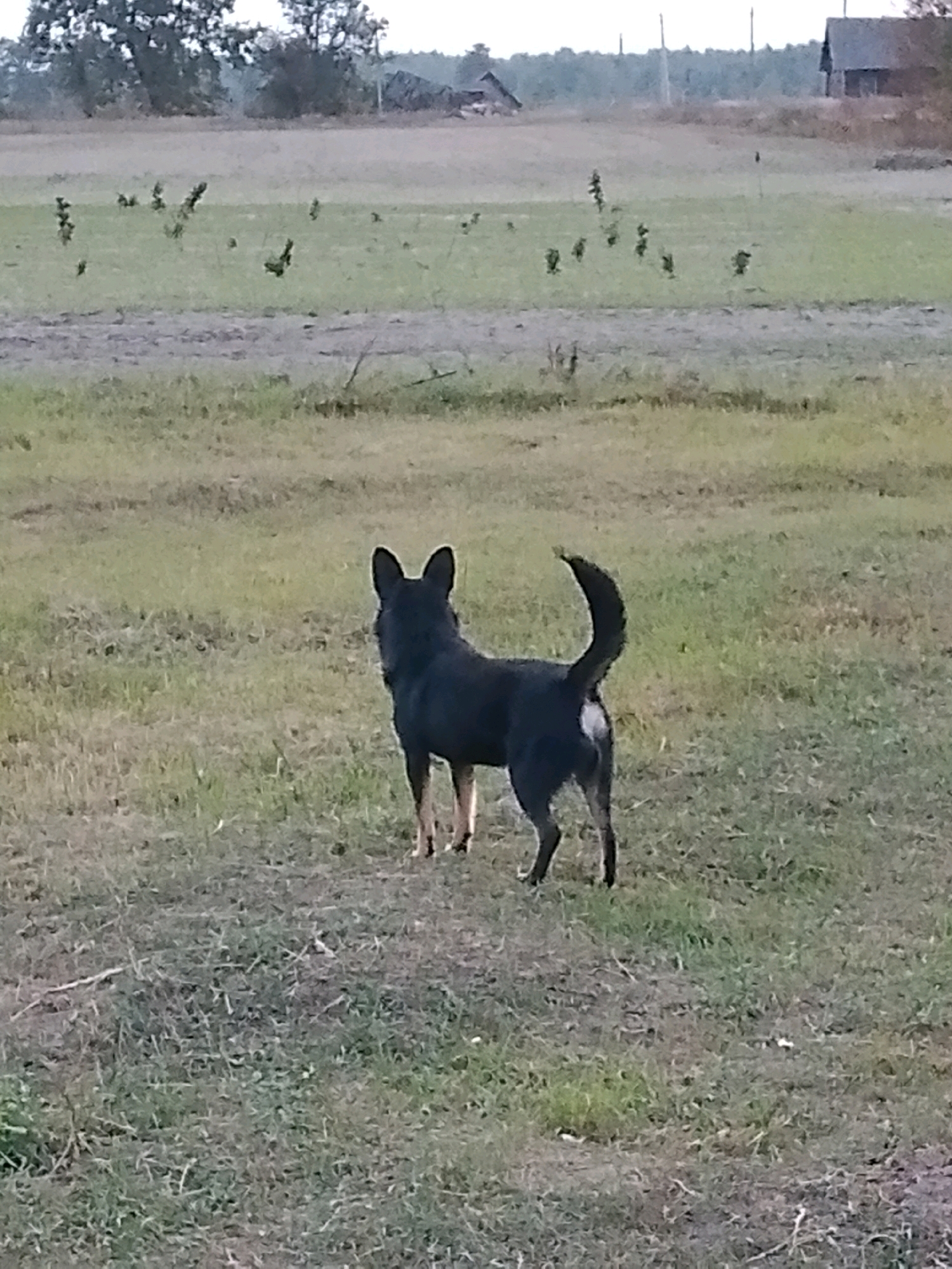 A medium-sized black dog with tan markings on its legs stands in a grassy field. The dog is facing away from the camera, with its tail curled upwards. In the background, there are scattered trees and two buildings, one of which appears to be a barn. The field is mostly covered in dry grass and some patches of green. The sky is overcast. The overall impression is a rural or semi-rural setting.