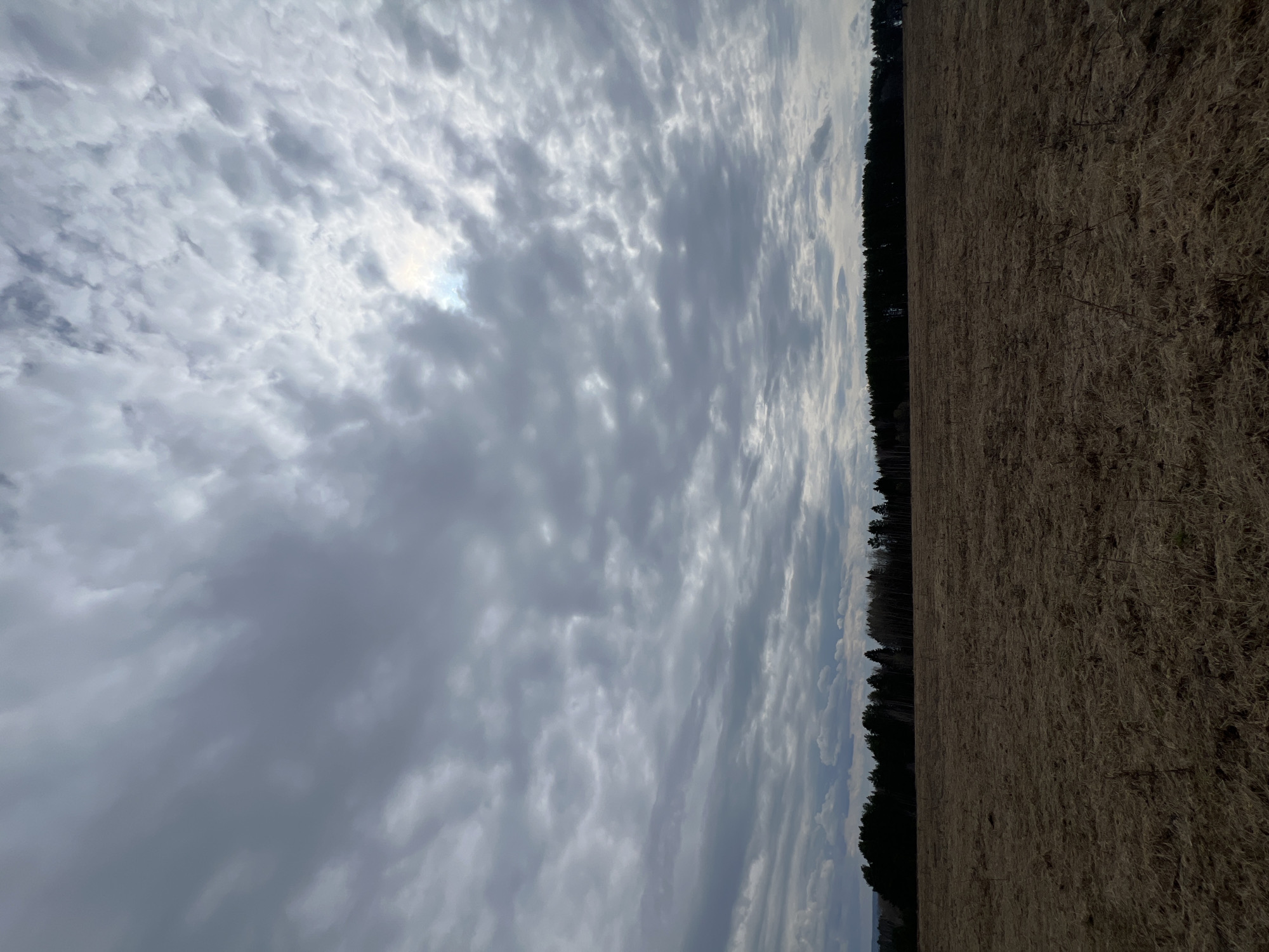 The image shows a landscape with a dramatic sky filled with layered altocumulus clouds. A small portion of the sun is visible through the clouds. A dense line of dark green trees divides the sky from a dry, brown field. The field appears to be covered with dead grass or similar vegetation. The location is likely Kamskoe, Russia, based on the prompt's context. No people or specific actions are visible in the image.