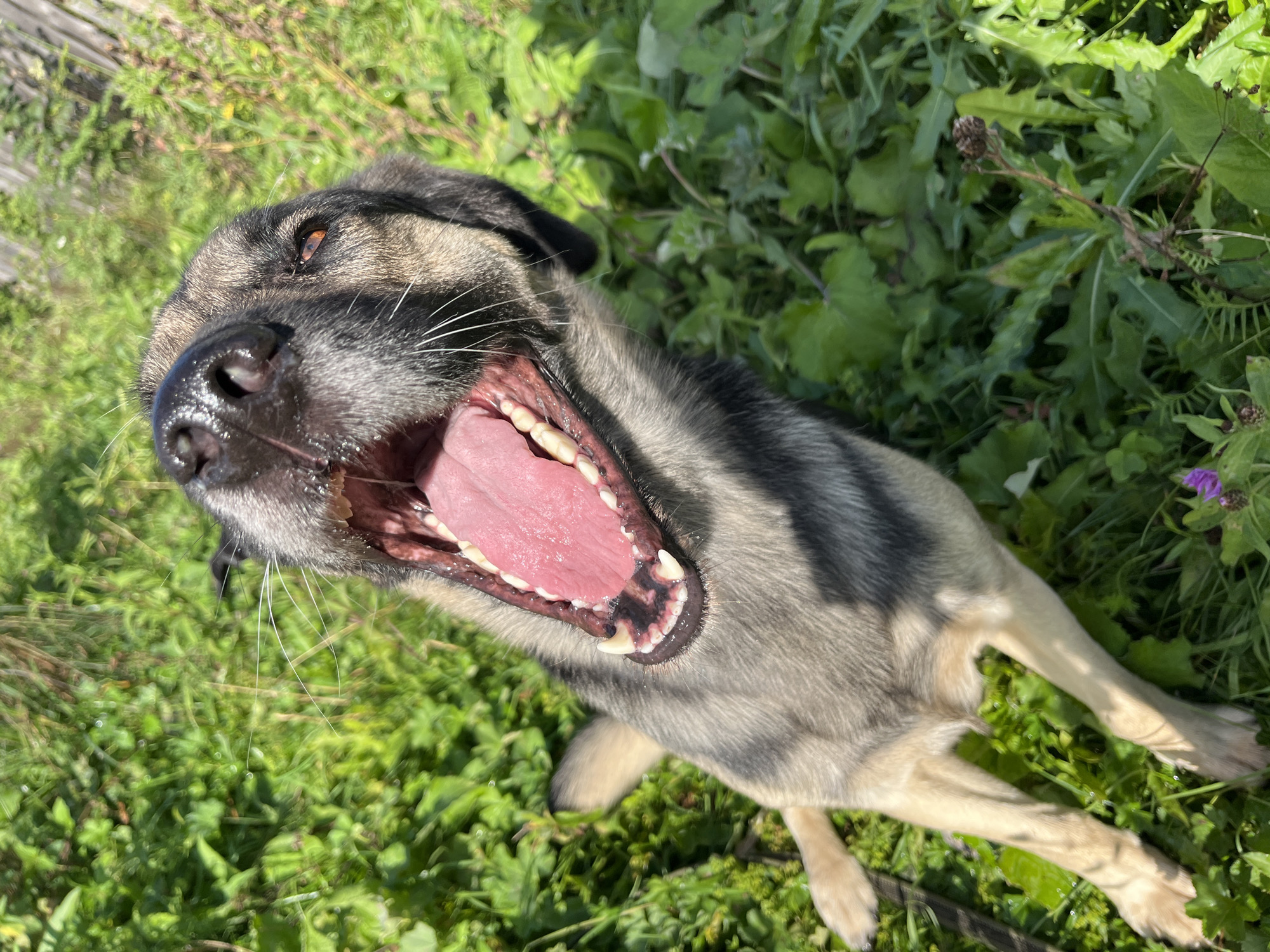 A medium-sized dog with a grey and tan coat is lying on green grass with its mouth wide open, panting. The dog's tongue is bright pink, and its teeth are visible. Sunlight is casting shadows on the grass and the dog's fur. The background consists of more greenery and a blurred wooden fence. The scene is outdoors, likely in a yard or park. There is no indication of Nizhny Tagil, Russia.