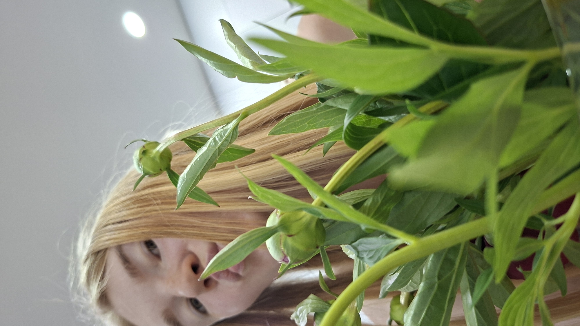 This intimate image is captured from an unusual upward-angled perspective, looking up at a person and a bouquet of green plants. The main subject is a person, likely a woman or girl, whose face is partially visible from the eyes down to the mouth, looking downwards towards the camera. She has long, light blonde hair with subtle highlights, which cascades around and intermingles with the greenery. Her eyes are dark and appear focused, and her lips are gently pursed, conveying a calm and contemplative expression.
The foreground is dominated by a vibrant bouquet of healthy green foliage, primarily consisting of thick leaves and several round, tightly closed flower buds, which appear to be peonies, suggesting they are not yet in bloom. These natural elements provide a lush, organic texture to the scene. The background is a soft, light-colored, out-of-focus surface, likely a ceiling or an upper wall, with a distinct, bright circular light fixture visible in the top-left corner, indicating an indoor setting.
The image's unique low-angle viewpoint creates a sense of intimacy and a slightly abstract quality, emphasizing the interplay between the human subject and nature. There is no specific activity taking place other than the person's pose. No text is visible within the image. While the provided context notes the location as Chaikovsky, Russia, there are no visual cues within the photograph itself to confirm this geographical detail.