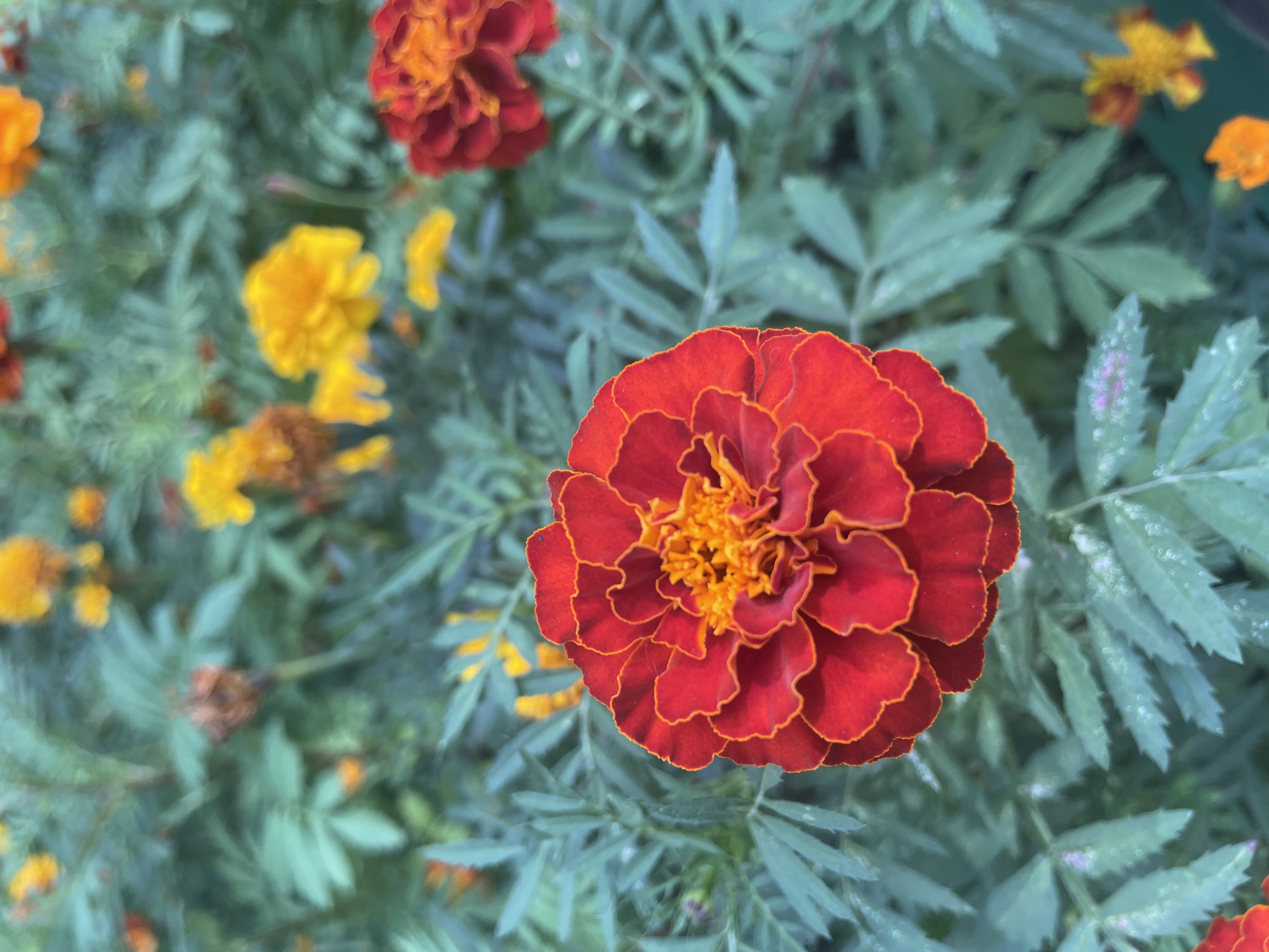 The image shows a close-up of a red and orange marigold flower with ruffled petals. The flower is in focus in the foreground, with a blurred background of green leaves and other marigolds in shades of yellow and orange. The scene appears to be an outdoor garden. There is no indication of the city of Surgut, Russia, or any people in the image.