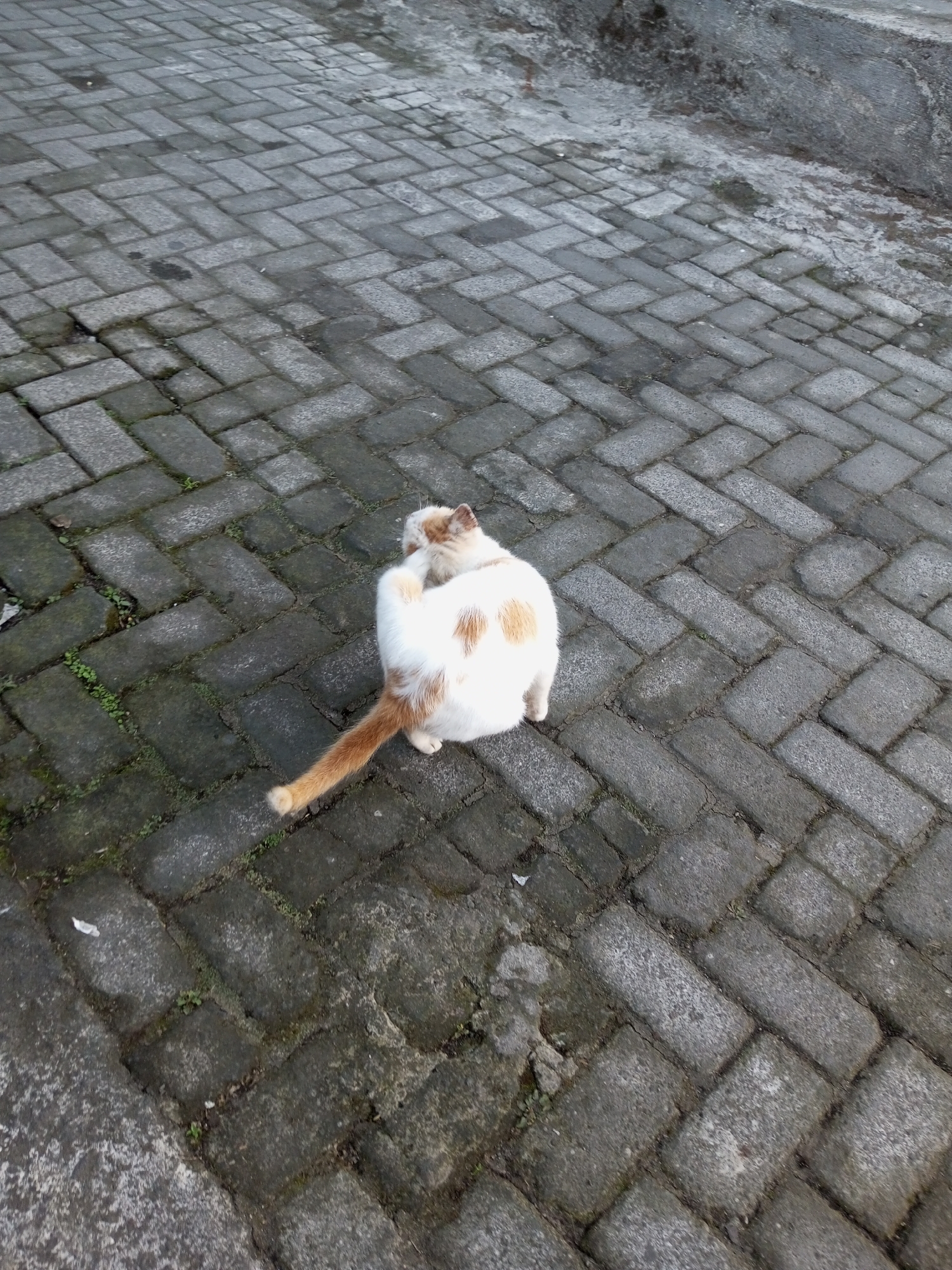 In Andongsili, Indonesia, a white and orange cat is captured from behind, sitting on a paved walkway made of grey interlocking bricks. The cat's tail is curled around its body. The walkway appears damp and shows signs of wear, with small patches of grass growing between the bricks. The scene is outdoors, under natural light.