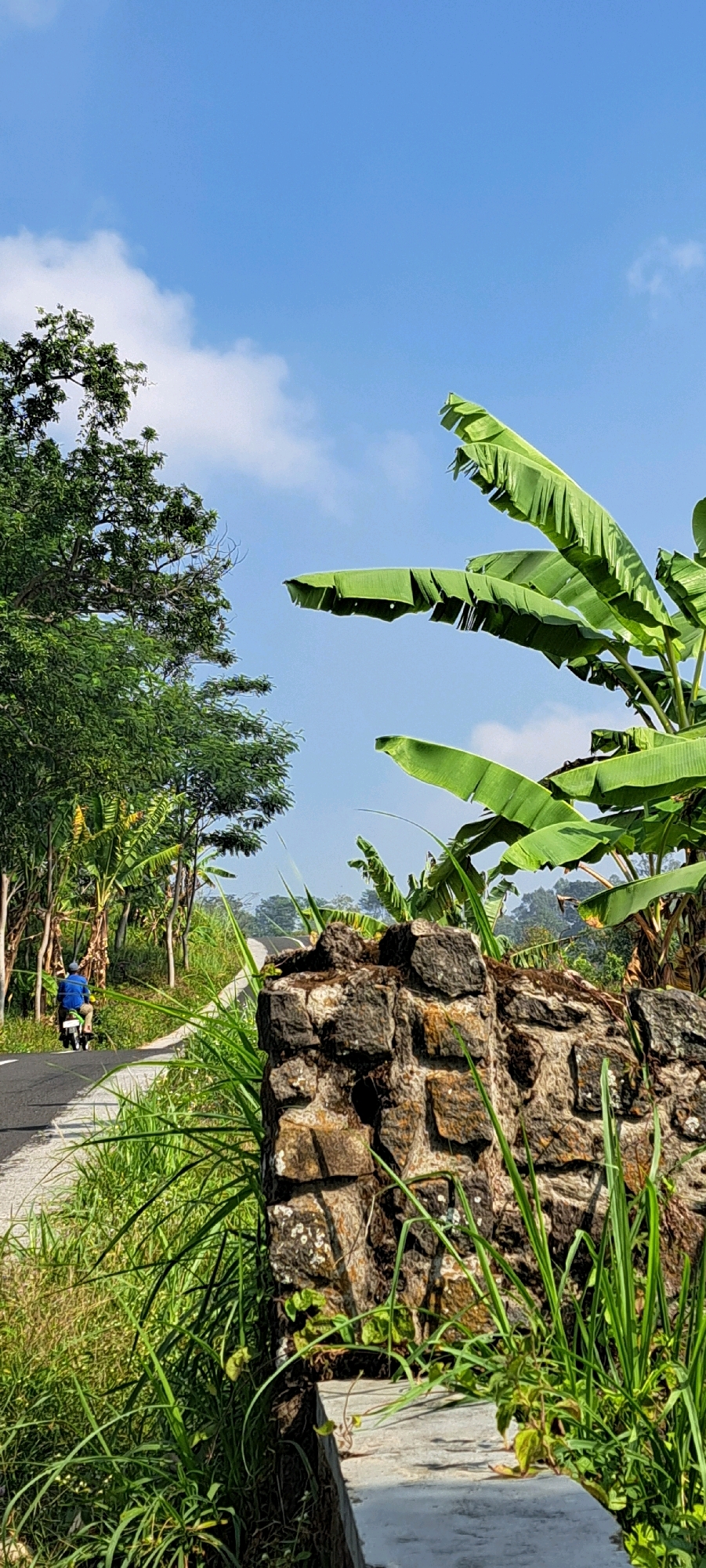 The image depicts a rural scene in Sekarjoho, Indonesia, under a bright blue sky with scattered white clouds. In the foreground, a rustic stone wall, partially covered in moss and vegetation, is visible. Tall green grasses grow around the wall. A paved road curves into the distance, lined with lush green vegetation, including banana trees with their characteristic broad leaves. On the left side of the road, a person wearing a blue shirt and a yellow backpack is riding a green motorcycle away from the viewer. Trees and more banana plants form a dense green canopy along the roadside, with some bare tree trunks visible. The overall environment suggests a tropical, possibly agricultural, setting.