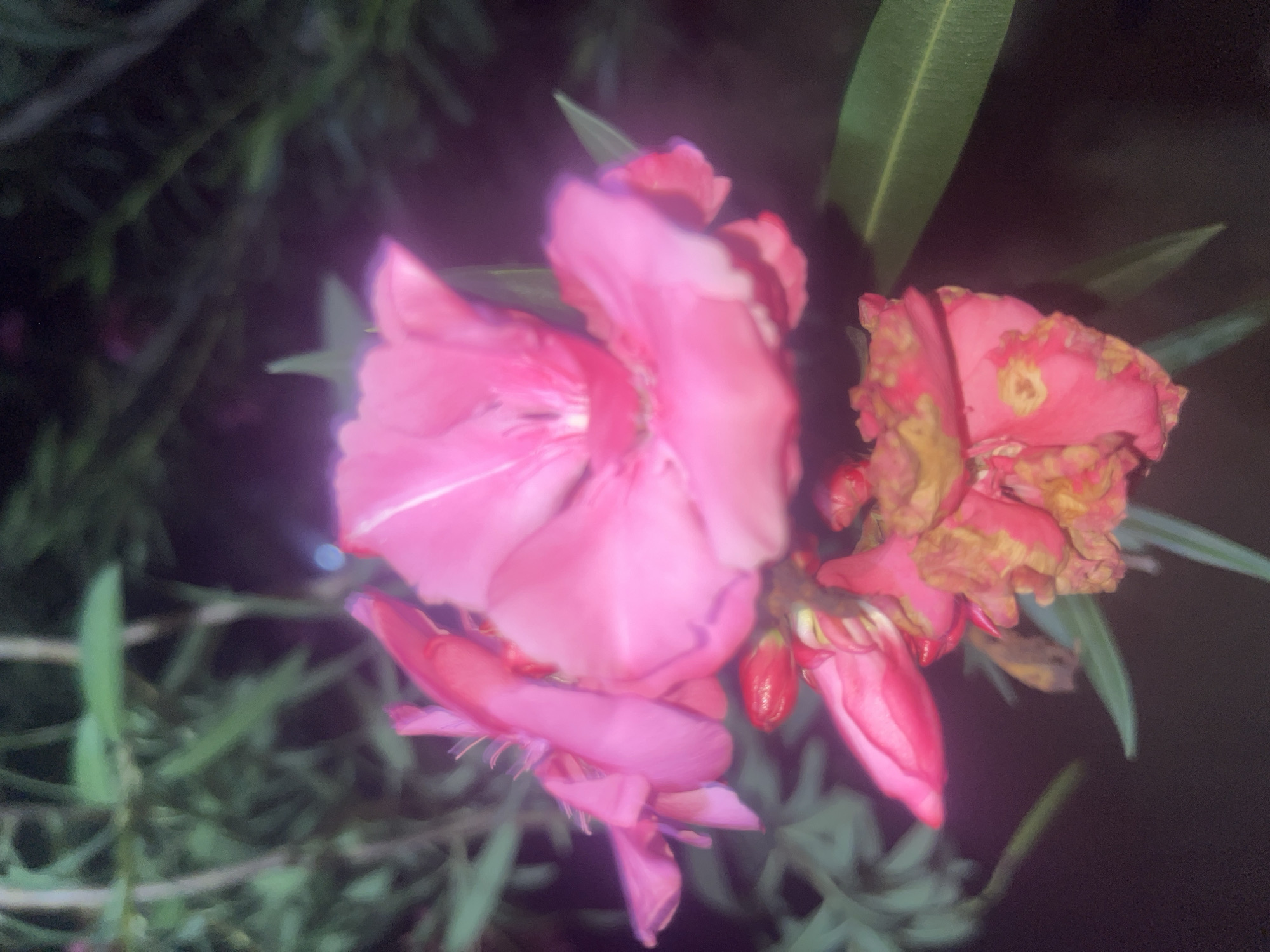 A close-up image shows pink oleander flowers and buds amidst dark green foliage. Some flowers are browning. The background is dark. The location in Gura Top, Nigeria, is based on a possible association with this location.