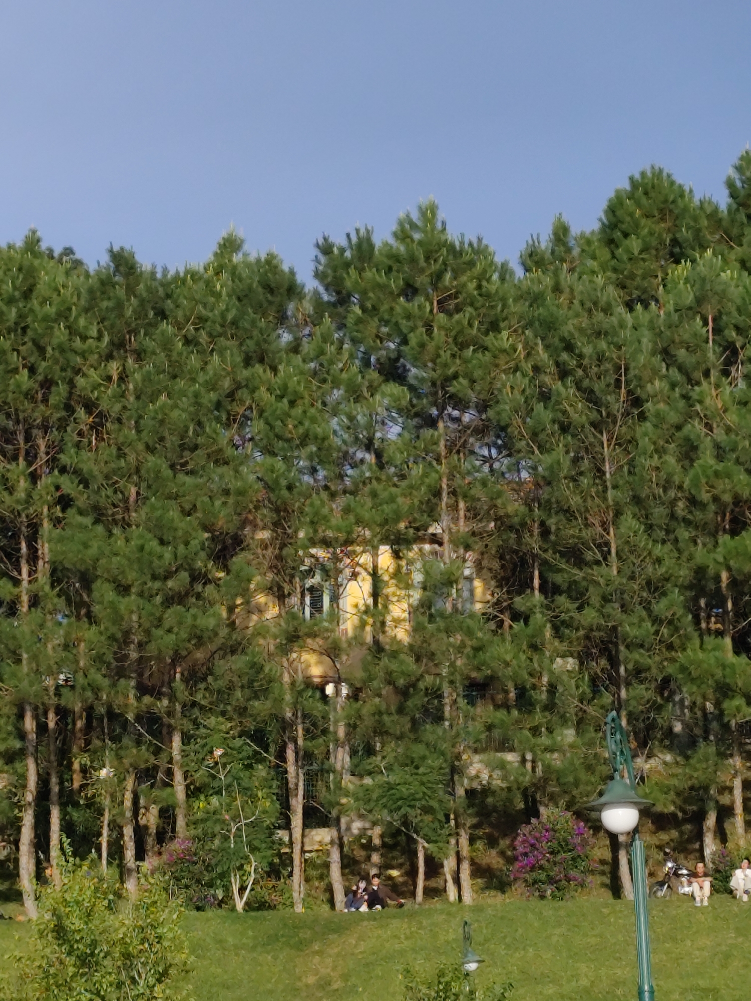 The image depicts a scenic view in Da Lat, Vietnam, characterized by a dense forest of tall pine trees forming a backdrop. A section of a yellow building with green shutters is partially visible through the trees. In the foreground, a manicured green lawn slopes gently upwards. Several individuals are scattered across the lawn, some sitting and others appearing to relax. To the right, a vintage motorcycle is parked near one of the seated individuals. A decorative lamppost with a white globe and green metalwork stands prominently on the right side of the image. The overall atmosphere suggests a peaceful outdoor setting, likely a park or a garden area.
