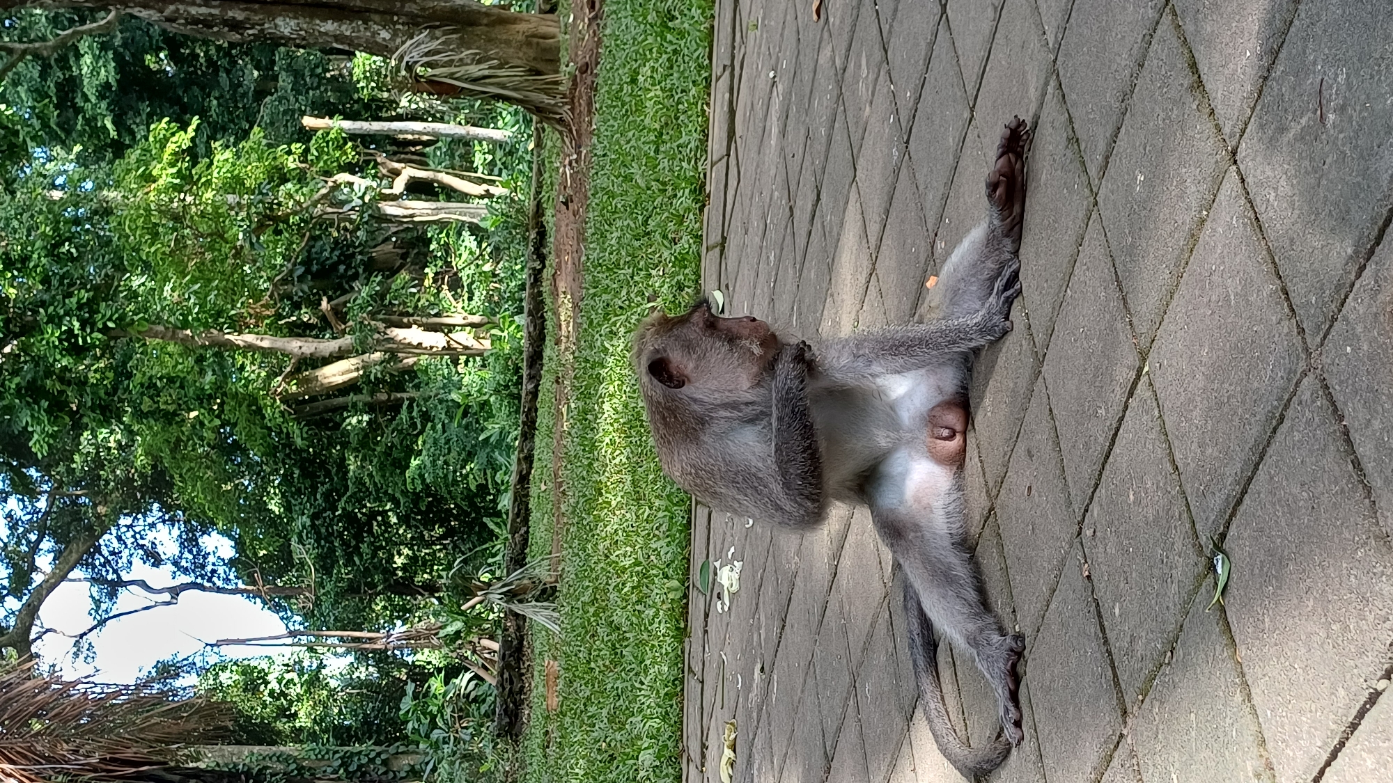 The image, likely taken in Ubud District, Indonesia, shows a macaque monkey lying on a paved walkway within a forested area. The monkey is gray-toned, with its face turned to the left. It appears to be resting or grooming itself. The foreground is dominated by the walkway, made of gray paving stones arranged in a diamond pattern. In the background, green trees and vegetation create a natural setting.