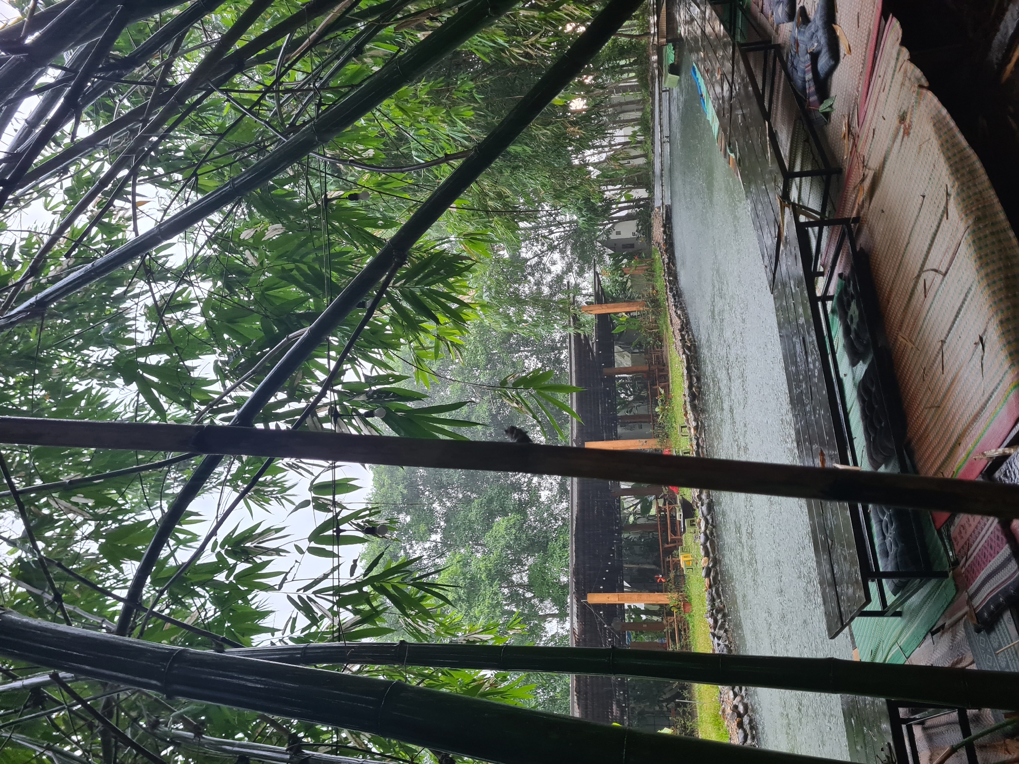 The image depicts an outdoor seating area with a water feature in Đà Nẵng, Vietnam. The foreground is dominated by the thick stalks and green leaves of bamboo trees, creating a natural frame for the scene. Beneath the bamboo, wooden benches with dark cushions are arranged on woven mats, suggesting a place for relaxation.
Beyond the seating area, a narrow body of water, possibly a canal or stream, flows. The surface of the water is disturbed by what appears to be light rain, with small ripples and streaks visible. Along the edge of the water, a stone embankment separates it from a grassy area.
In the mid-ground, a covered pavilion with a rustic roof and wooden posts is visible. Several tables and benches are set up within and around this structure, indicating it's a dining or gathering space. The area appears to be surrounded by lush greenery, with trees and other vegetation forming a dense backdrop. The overall atmosphere suggests a tranquil, natural setting, likely a resort, restaurant, or park designed for outdoor leisure. The presence of rain adds a sense of calm and seclusion to the scene.