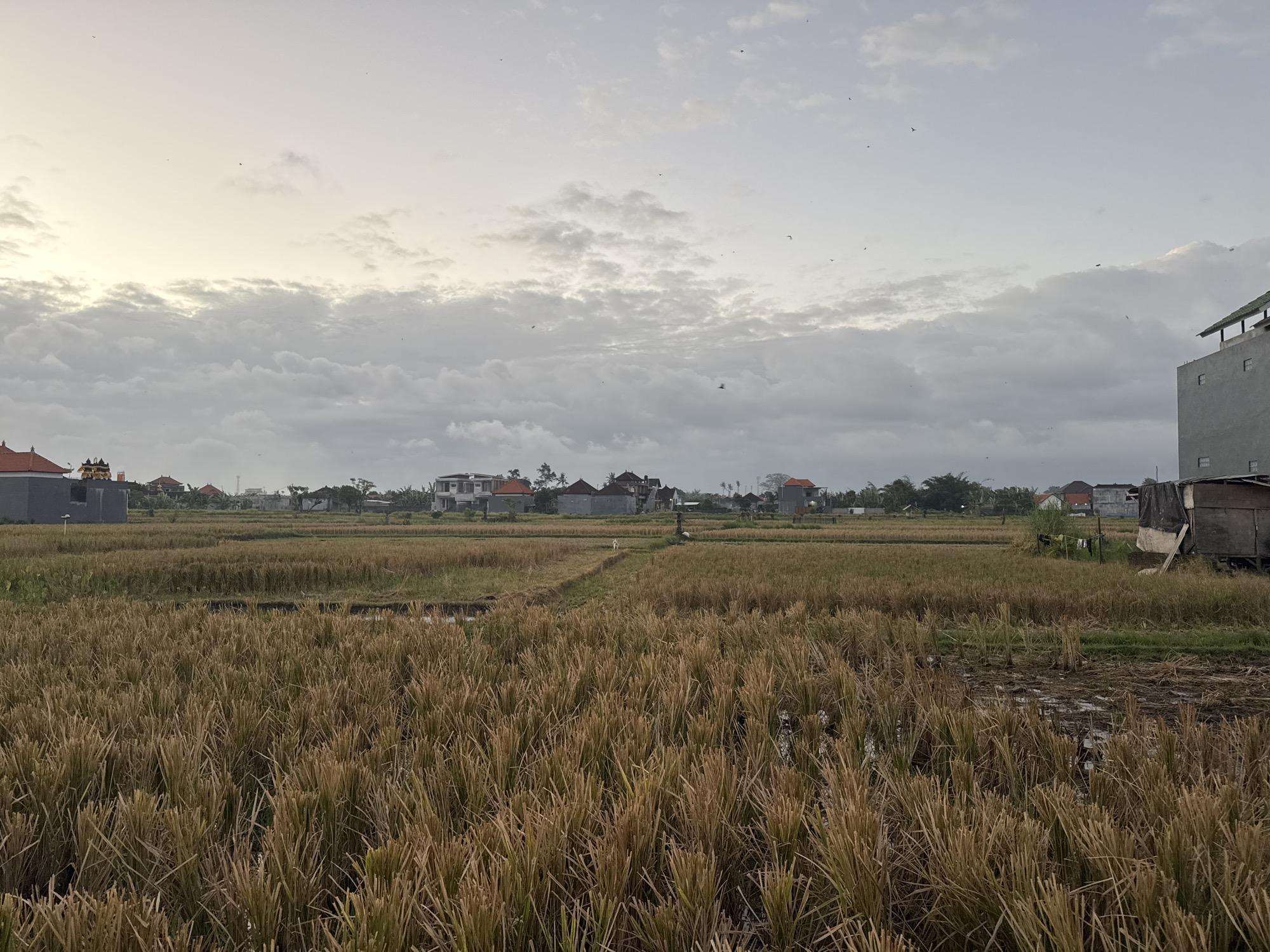 The image depicts a rural scene in Sukawati, Indonesia, likely a rice paddy after harvest. The foreground is filled with dry, cut rice stalks, creating a textured landscape of golden-brown hues. In the midground, the land stretches out, showing more of the harvested paddy with some patchy areas of green growth and water. Beyond the fields, a scattering of buildings are visible, including houses with traditional red-tiled roofs and some modern structures. A multi-story building with a grey facade stands prominently on the right side of the image, adjacent to a small, weathered wooden shack. The sky above is overcast with diffused light, suggesting either early morning or late afternoon. Several birds are visible as small specks in the sky. The overall impression is one of a quiet, agricultural community at dusk or dawn.