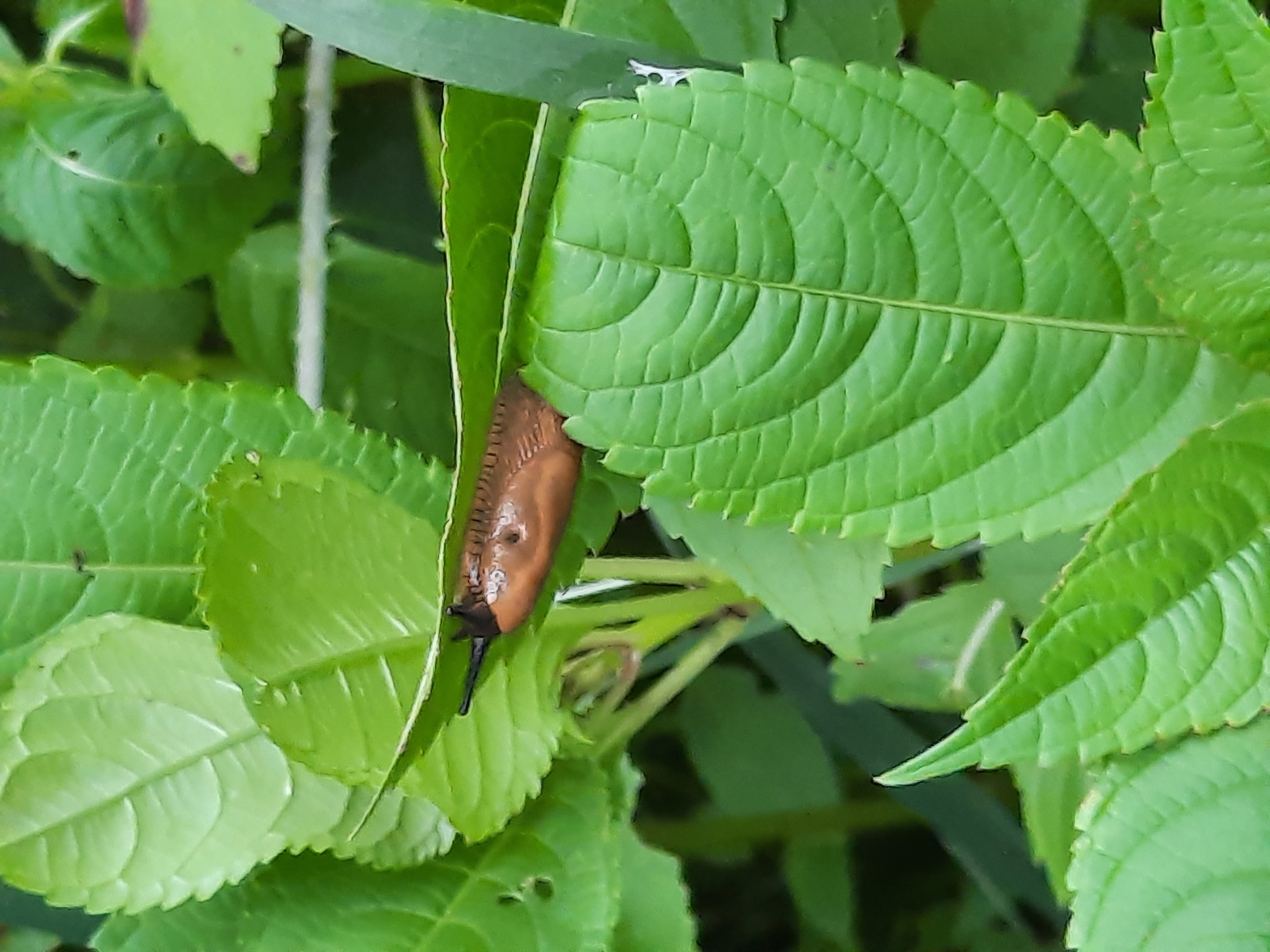 A brown slug with black antennae is moving on a green leaf. The slug's body is elongated and textured, and it has a visible head with two stalks. It is positioned horizontally, partially covered by another leaf. The surrounding environment is lush green foliage, with multiple leaves of varying sizes and shapes visible. The image appears to be taken outdoors, in a natural setting, possibly a garden or park in Rosenheim, Germany. The lighting suggests it is daytime.