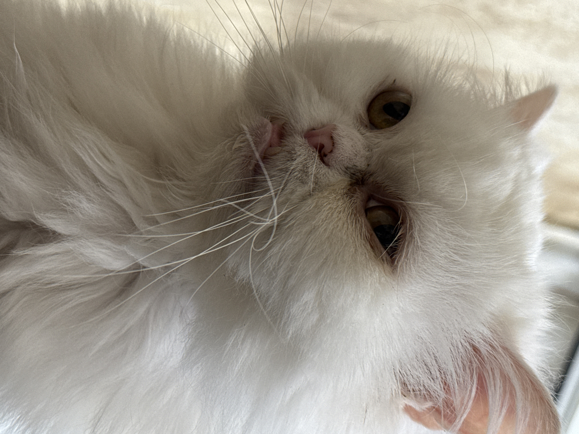 A close-up, slightly tilted shot shows a fluffy white cat with golden-brown eyes and a pink nose. The cat's face dominates the frame. Long, white whiskers extend from its muzzle. The background is blurry and indistinct. The location is not discernible from the image.