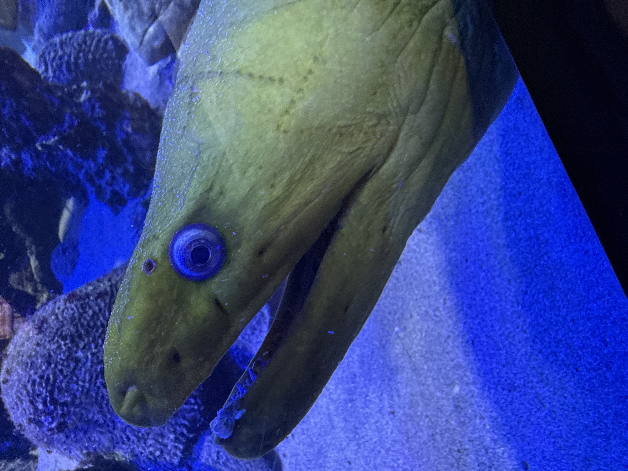A close-up, eye-level shot shows the head of a green moray eel submerged in a dark blue, aquarium environment. The eel's head is angled to the right, revealing its prominent, round, blue-ringed eye and its mouth slightly agape, exposing sharp teeth. The eel's skin is a mottled green with subtle speckling. The background consists of dark, textured coral formations and a sandy aquarium floor. The lighting is predominantly blue, creating an underwater ambiance. The image appears to be taken at the Acuario de Santa Marta, located in Santa Marta, Colombia.