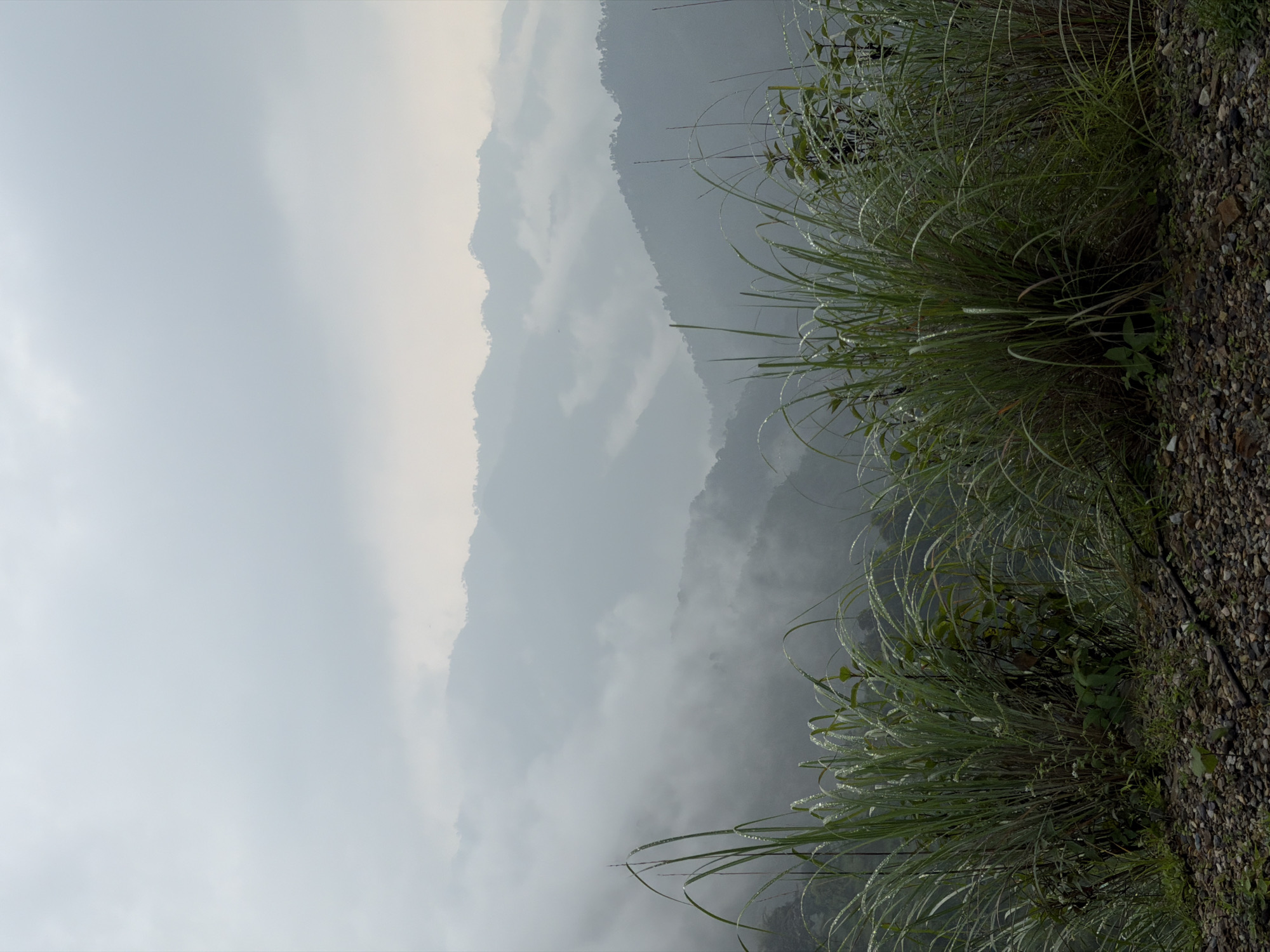 The image depicts a misty mountain landscape in Hindolakhal, India. In the foreground, there are clusters of tall, green grass with dew drops, growing on a rocky terrain. The background is dominated by rolling hills and mountains shrouded in a soft, grey mist, creating a serene and ethereal atmosphere. The sky is overcast, with diffused light illuminating the scene. There are no people or animals visible in the image. The overall impression is one of natural beauty and tranquility.