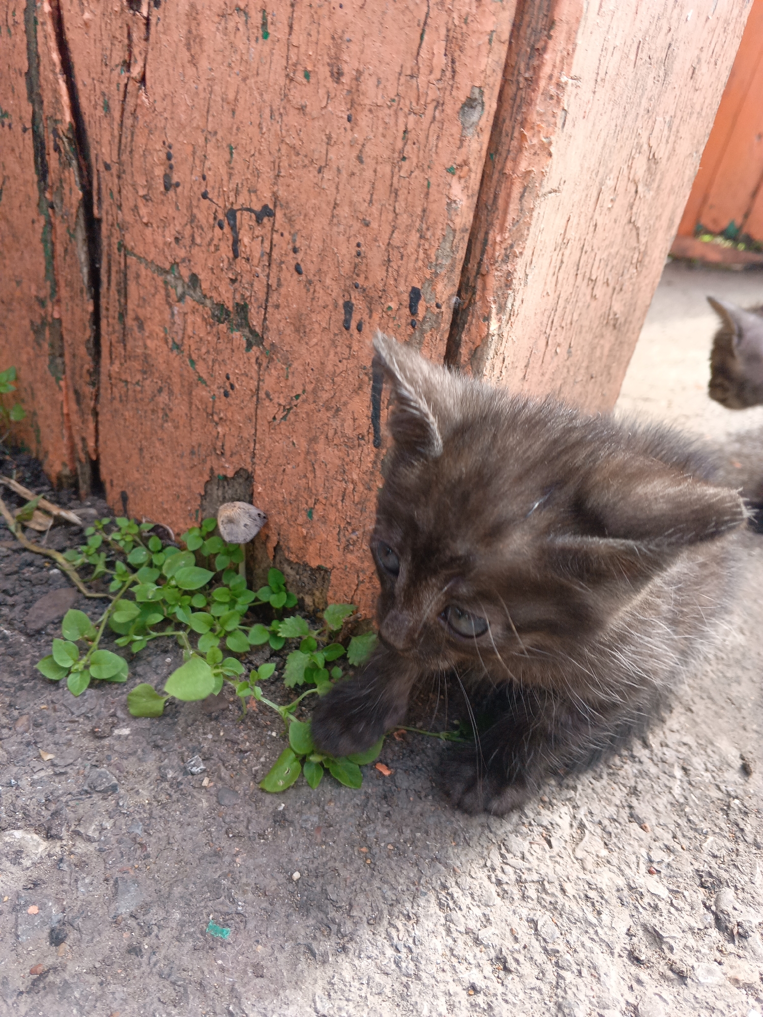 In Tolbazy, Russia, a dark gray kitten is crouched on rough, cracked concrete near a weathered, reddish-brown wooden post. The post shows signs of peeling paint and dark splatters. Small green plants are growing in patches around the base of the post, and a single small mushroom is visible among them. The kitten is looking downwards and to its left, with its front paws extended. The background is blurred, suggesting a shallow depth of field. Another kitten's head is visible in the upper right corner of the image, out of focus.