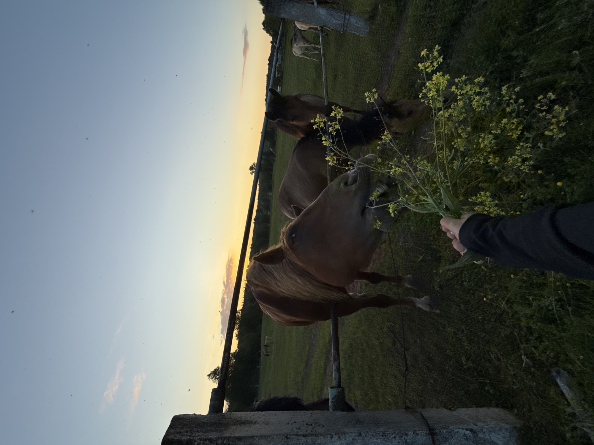 At dusk in Opary, Russia, a person's hand, clad in a black sleeve, extends a bouquet of yellow wildflowers towards a horse. The horse, a brown mare with a light mane, is positioned in the foreground and appears to be nibbling on the flowers. Behind her, a black horse is partially visible. In the middle ground, more horses are scattered across a grassy field, some lighter in color. A fence line runs horizontally across the scene, separating the foreground from the field. In the background, a line of trees borders the horizon, silhouetted against a sky transitioning from a soft blue to a warm orange and yellow as the sun sets. The overall environment is an open, rural pasture.