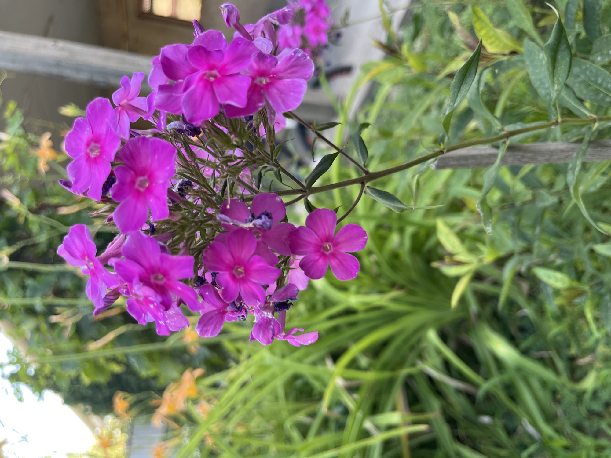 A close-up, eye-level shot focuses on a cluster of vibrant pink phlox flowers. The flowers, with their delicate petals and small, star-shaped centers, are the primary subject, with some showing signs of wilting. They are supported by a thin, dry, grey wooden stake. The background is a blur of green foliage, including tall, thin grass-like plants and broader leaves. In the distance, hints of orange flowers and structures suggest an outdoor, possibly garden, setting within the city of Shymkent, Kazakhstan. The lighting appears to be natural daylight, with soft shadows indicating an overcast or late afternoon sky.