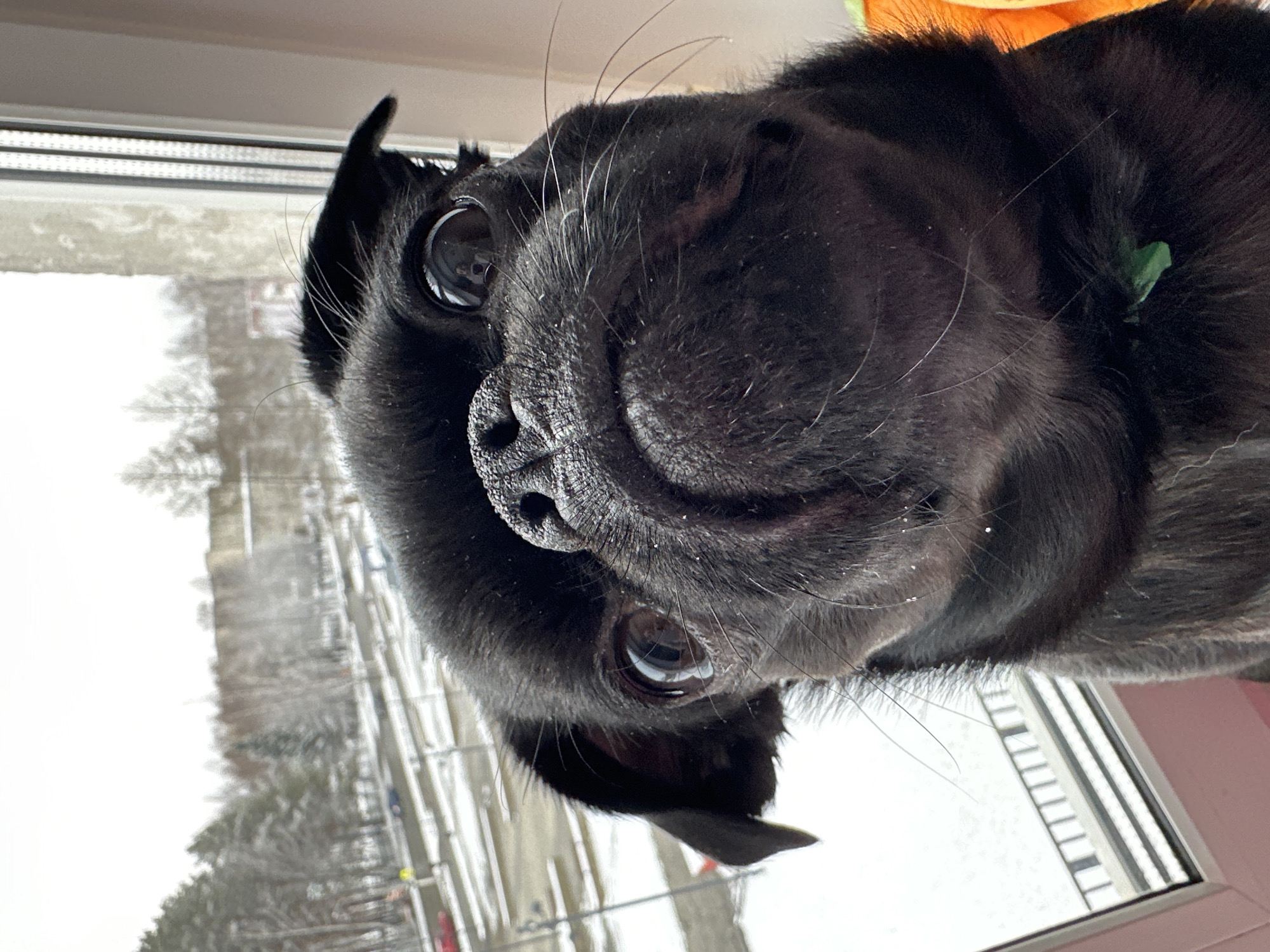 A close-up, low-angle shot depicts a black pug's face. The dog is positioned with its head tilted, its eyes looking directly towards the camera. Its wrinkly nose and whiskers are prominent. A green object, likely a toy or decoration, is visible near the dog's neck. The background shows a window looking out onto a snowy scene, possibly a city street. White window frames are visible on both sides of the dog. Based on the prompt information and visual cues (e.g., snowy urban landscape), the image was likely taken inside a building in Chaikovsky, Russia. The window frame is the most important item to locate this photo if needed.