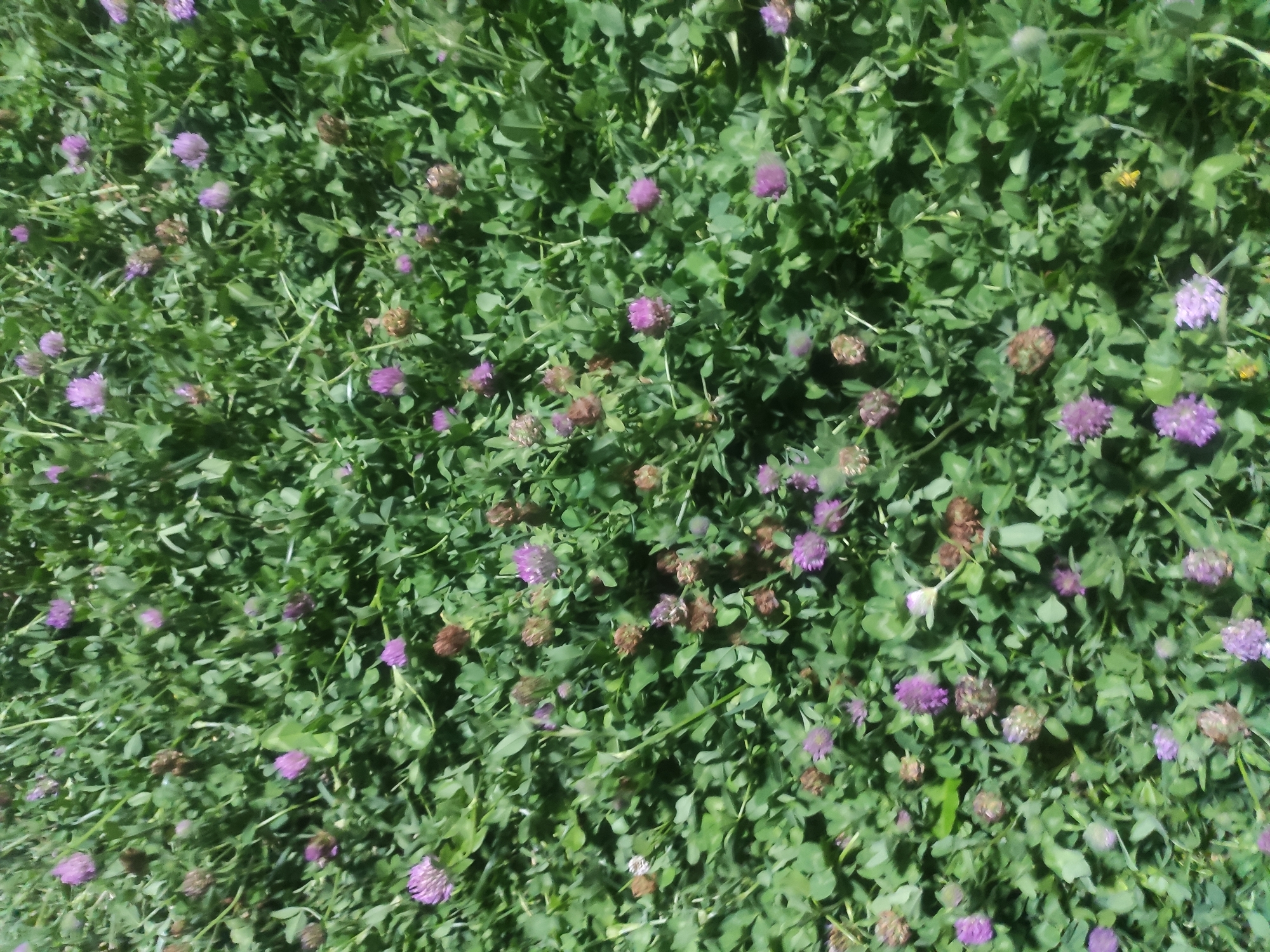 The image shows a dense field of clover with numerous small purple flowers. The clover is lush green, and many of the flower heads are in full bloom, while others appear to be spent or developing. The perspective is from above, looking down into the field. The scene is natural and appears to be an outdoor area. There are no people or man-made objects visible. The overall impression is of a natural, green environment with scattered pops of purple from the clover blossoms.