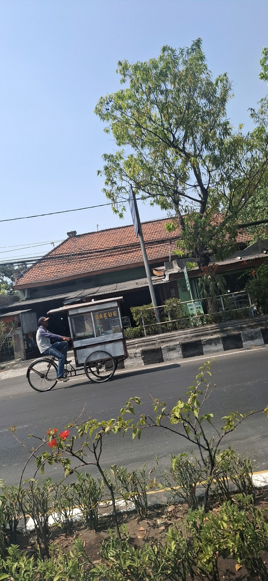 A man is riding a bicycle with a food cart attached to the back. The food cart has a sign that reads "BAKUE". The man is wearing a blue shirt and blue jeans, and a black cap. The bicycle is black and has two wheels. The food cart has a white and silver body with glass panels on the front and sides. The bicycle is on a paved road. In the background, there is a building with a red tile roof, and a large tree with green leaves. The sky is blue. This scene appears to be in the city of Surakarta, Indonesia, based on the architecture and vegetation. The image is taken from a low angle, looking up towards the building and tree. The lighting suggests it is daytime and sunny. There are plants with red flowers in the foreground.
