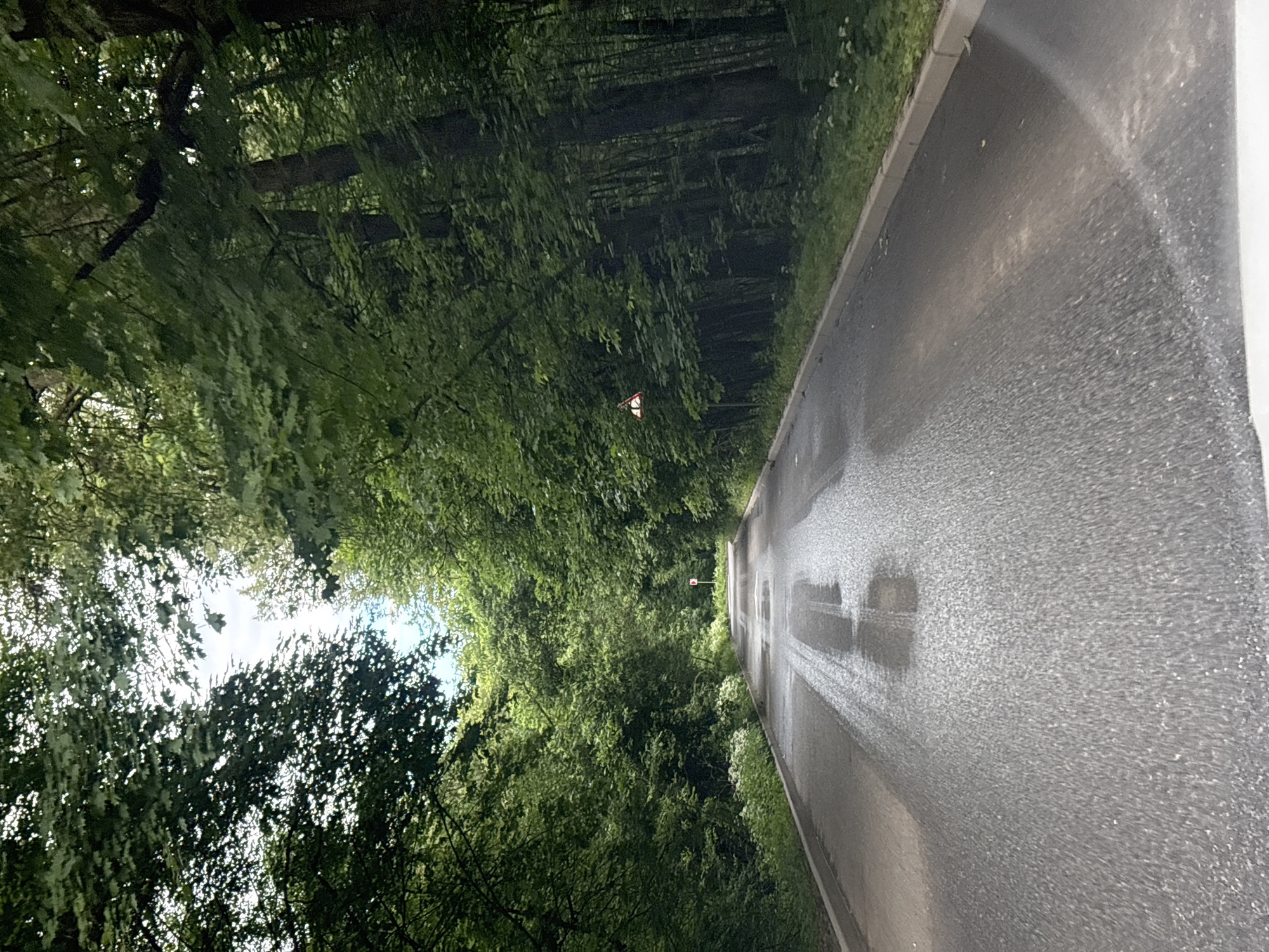 An asphalt road curves through a dense forest. The road is wet, with visible tire tracks and puddles. Trees with lush green foliage line both sides of the road, creating a canopy overhead. The sky is visible through the leaves. On the right side of the road, a triangular warning sign with red trim is mounted on a post. The scene is devoid of people and animals. The overall impression is a scenic, rural drive within a forest environment. Based on the visual cues, this could be a road within one of the larger forest parks in Moscow, Russia, such as Losiny Ostrov National Park or Serebryany Bor.