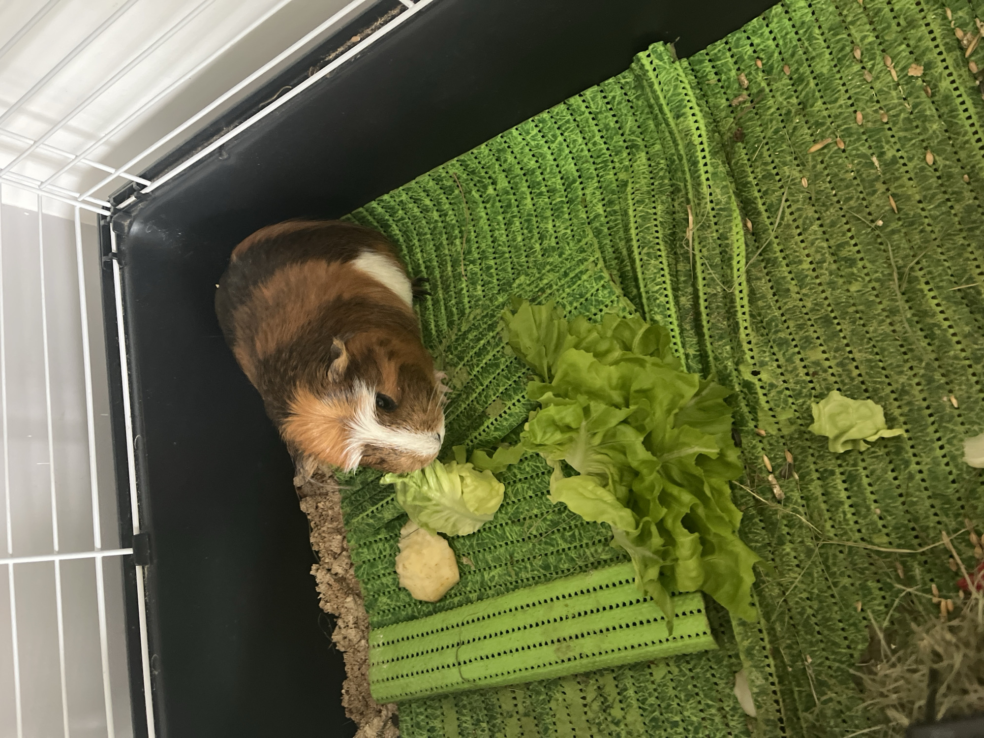 A guinea pig with a brown, white, and reddish-brown coat is eating lettuce in a black cage. The guinea pig is located on top of a green textured mat. There is a pile of lettuce next to the guinea pig and a pale yellow circular object. Hay is scattered around the cage. The location is unknown.