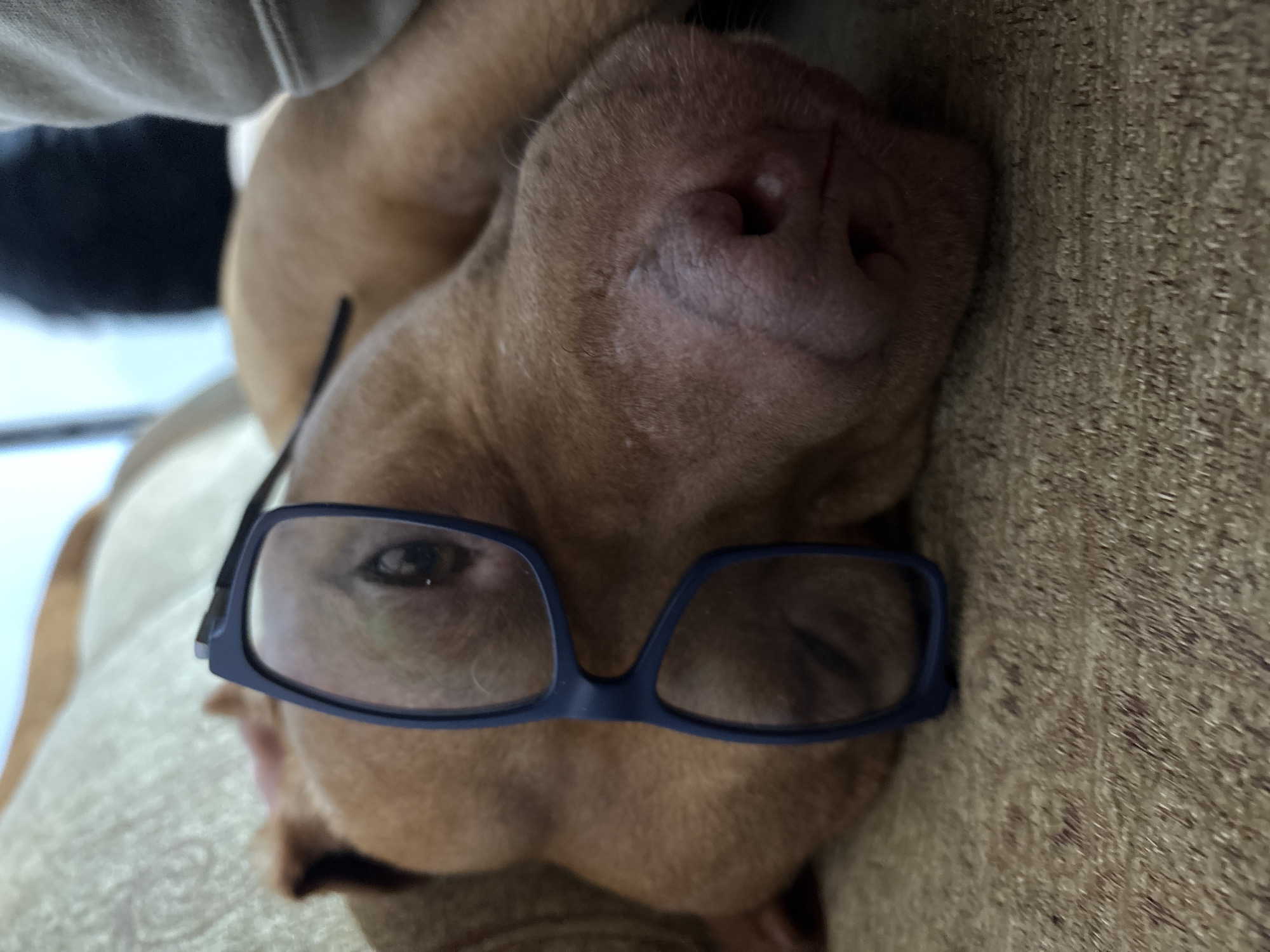 A close-up image shows a light brown dog with a pink nose wearing blue-framed glasses. The dog is lying down, possibly on a couch or cushion. The background is blurred and indistinct, showing a textured surface in the lower right. A small portion of a person's arm or shoulder appears in the upper left corner.