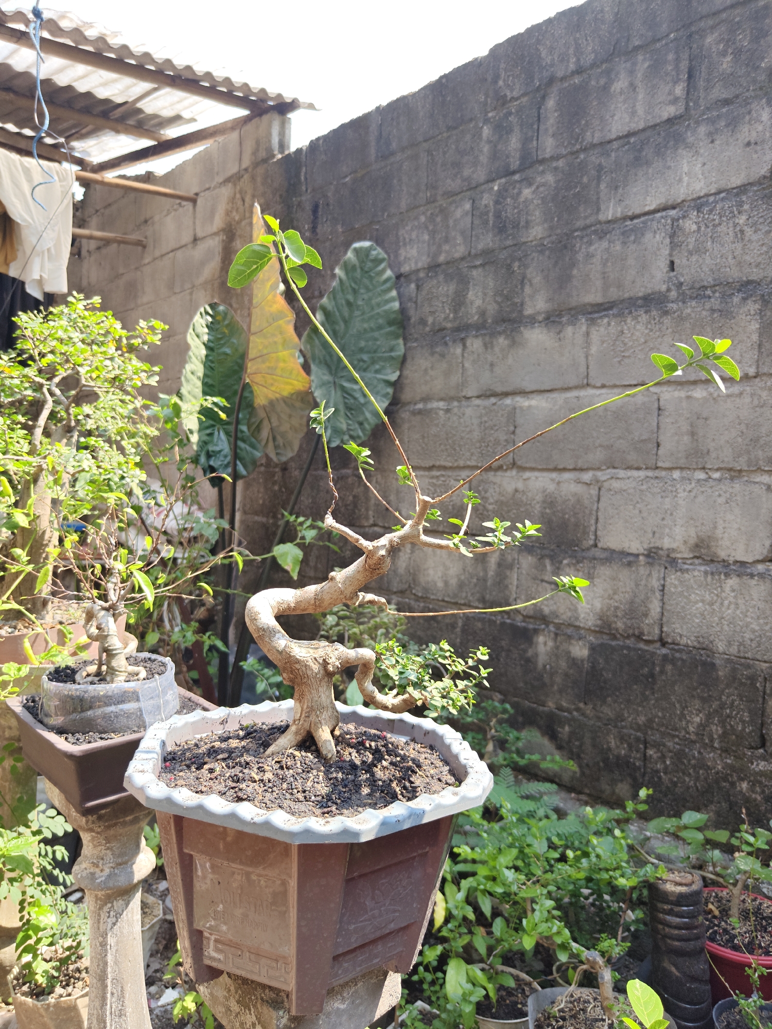 This image depicts a backyard scene in Gumulan, Indonesia, with a focus on several potted plants, including bonsai trees. The backdrop is a weathered, grey brick wall, suggesting an outdoor setting. The foreground features a prominent, twisted bonsai with delicate green leaves emerging from its branches. To its left, another smaller bonsai with a textured trunk sits in a dark pot. In the background, large green leaves from another plant, possibly an elephant ear, are visible against the wall, along with a corrugated metal roof structure and some laundry hanging on a line. The ground is covered with soil and smaller plants. The overall impression is of a somewhat rustic and green urban outdoor space.