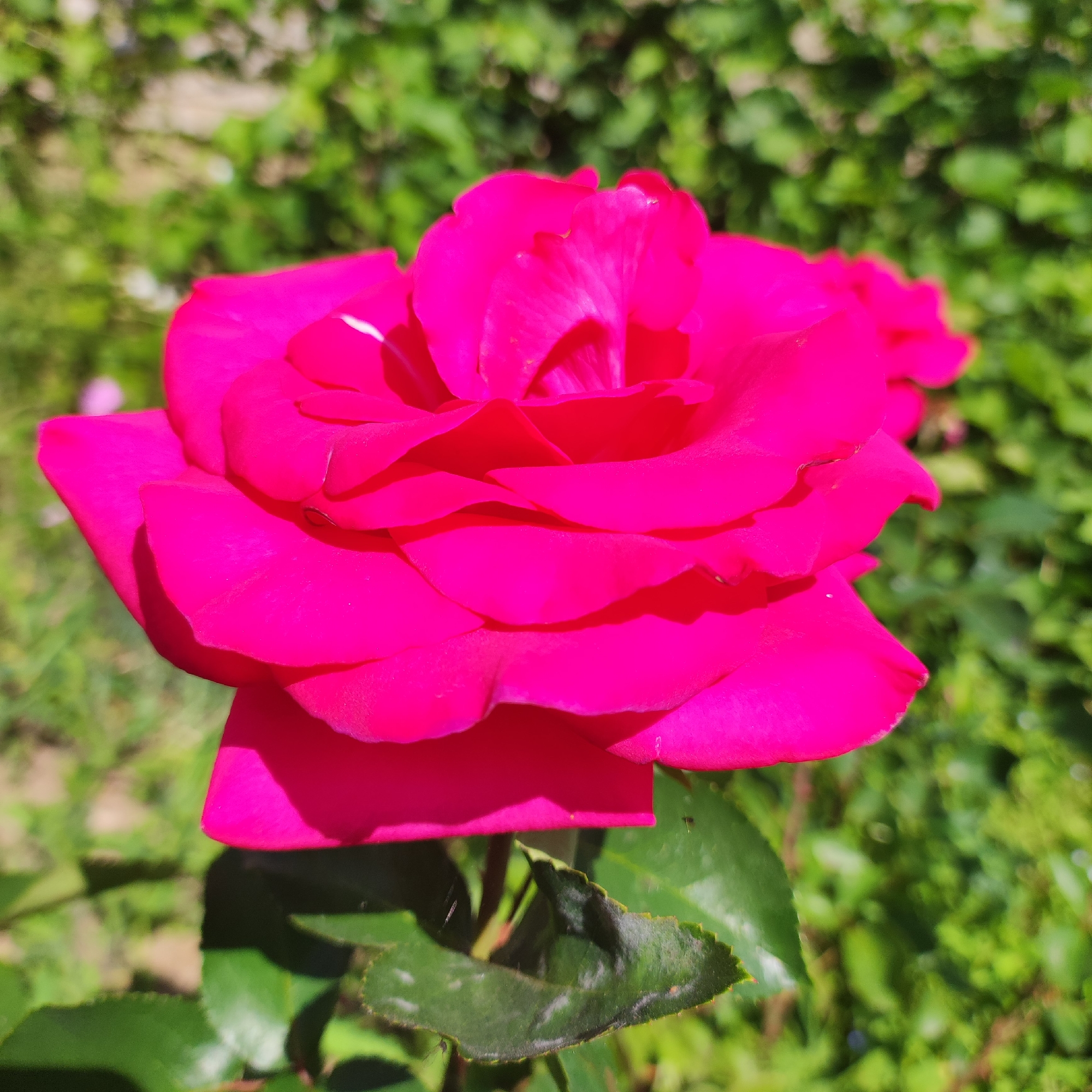 A close-up, eye-level shot focuses on a vibrant pink rose in bloom. The rose is the primary subject, with its layered petals filling most of the frame. The background is a soft blur of green foliage, suggesting an outdoor setting, possibly a garden. The lighting indicates it's daytime, with sunlight illuminating the rose petals. There are no people, animals, or man-made structures visible in this image. The image was taken in the city of Navoloki, Russia.