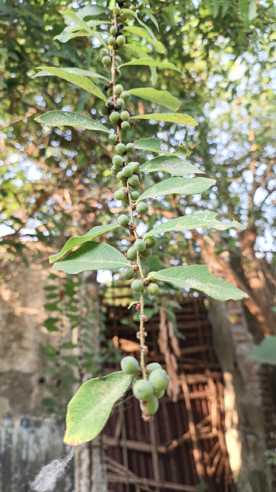 An overhead shot captures a branch laden with small, green, berry-like fruits and leaves. The branch hangs vertically, with the fruits clustered along its length. Some darker, possibly unripe or overripe, fruits are also visible. The background is a blur of green foliage and dappled sunlight, suggesting an outdoor environment. In the distance, a rustic structure with wooden elements and brickwork is partially visible, hinting at a rural or semi-rural setting. No people are present in the image. The overall lighting suggests it is daytime. The image does not provide specific clues about the location within Cikal, Indonesia.