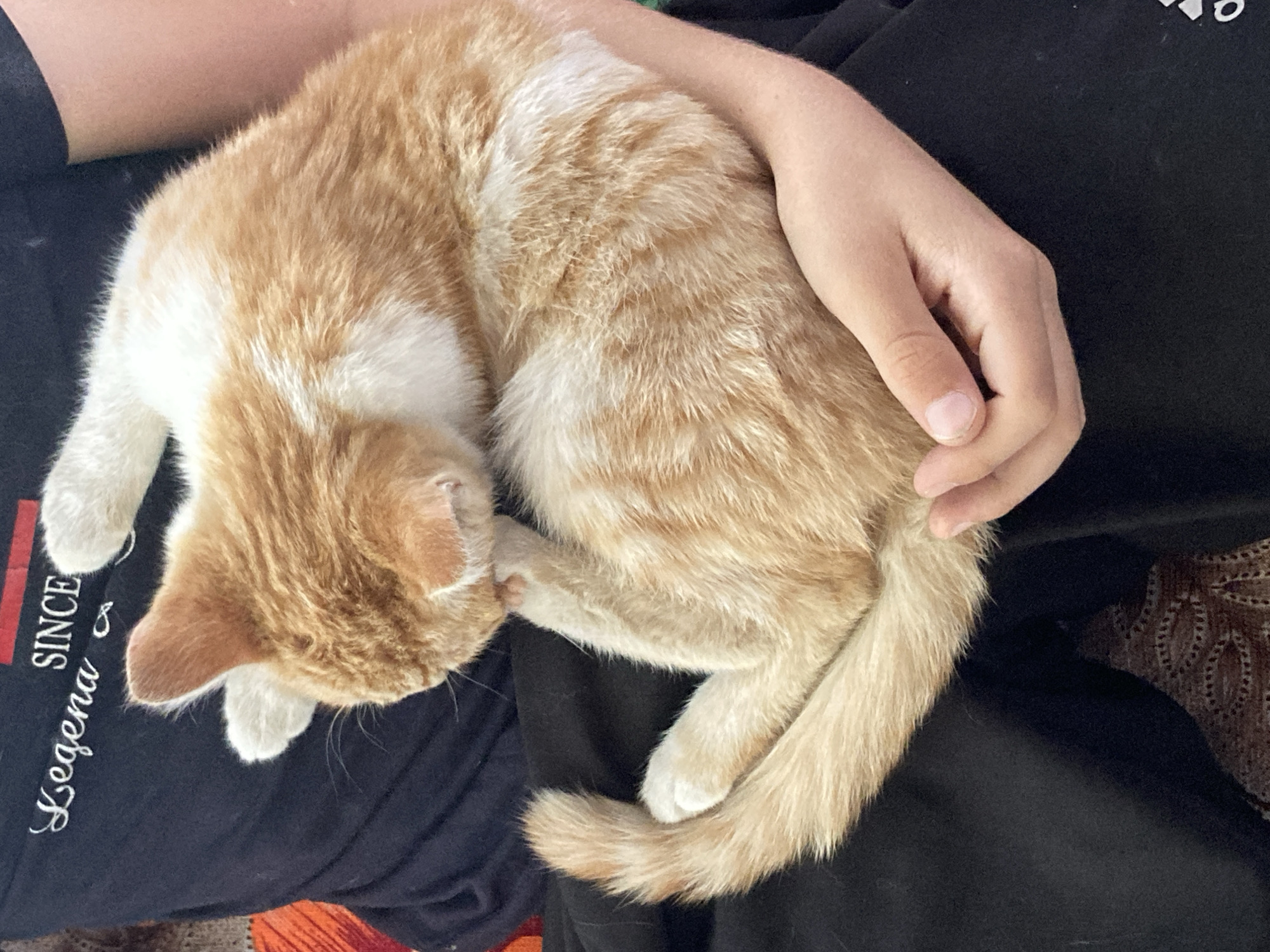 A ginger and white cat is held in someone's arms. The cat is curled up, with its head tucked into its body, and it appears to be grooming its paw. The person holding the cat is wearing a black t-shirt with white embroidery that says "Legena SINCE". The person is also wearing black pants. The background is blurred but appears to be indoors. The lighting is natural and bright.