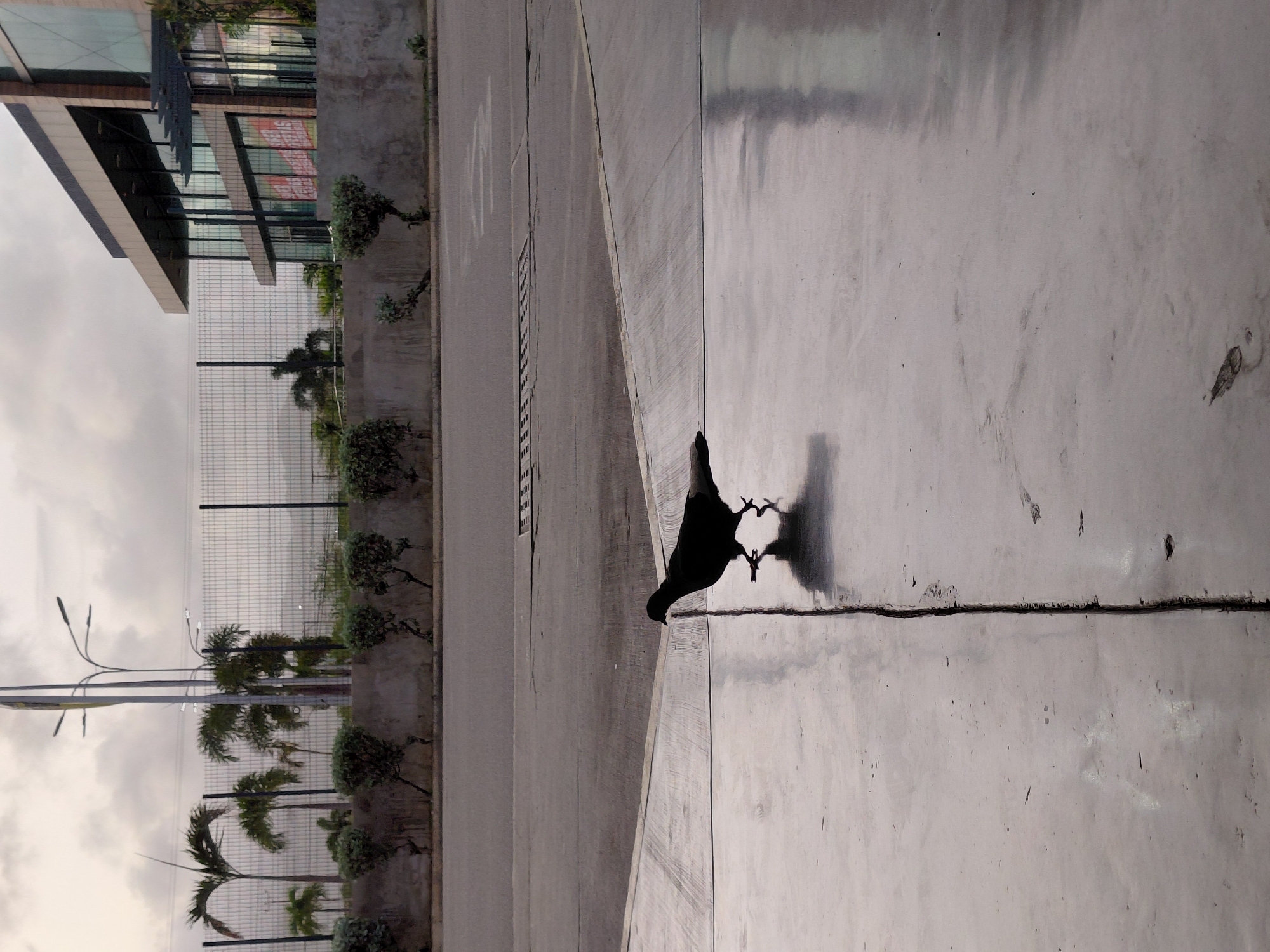 The image depicts an outdoor scene on a cloudy day. In the foreground, a silhouetted pigeon walks across a wet, reflective concrete surface. The concrete is divided by a prominent crack running vertically down the center of the frame. Behind the pigeon, a paved road is visible, with a drainage grate in the distance. Further back, a low concrete wall borders a landscaped area with several small, manicured bushes. Beyond the wall, palm trees and other vegetation are visible, set against a backdrop of a chain-link fence. In the upper right portion of the image, a modern building with glass windows and an overhang is partially visible. The sky is overcast, contributing to the subdued lighting of the scene. The image appears to have been taken in an urban or suburban environment, potentially in or near Juan Griego, Venezuela, given the presence of palm trees and the architectural style of the building.