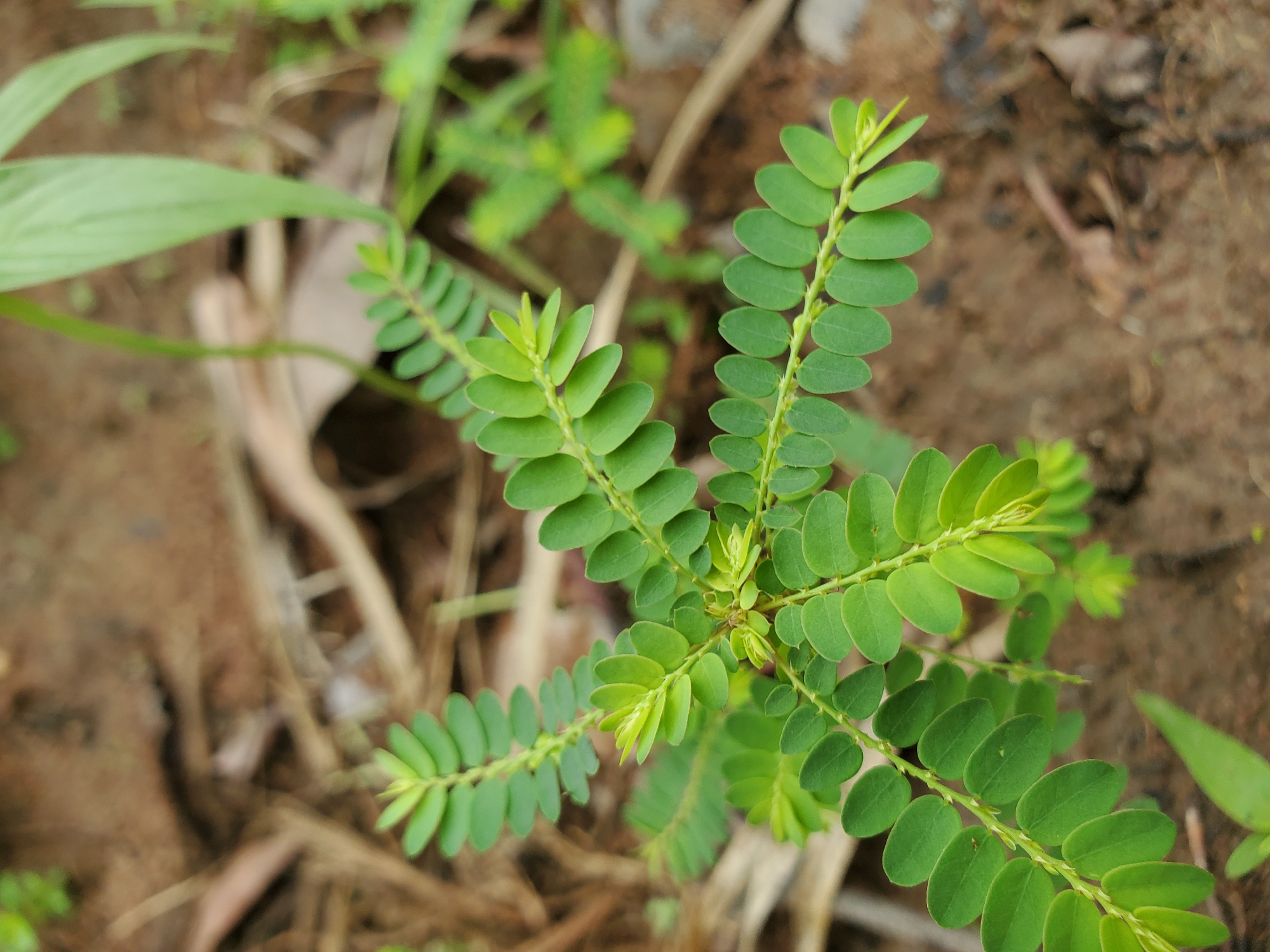 The image shows a close-up view of a plant with small, oval-shaped green leaves arranged along a stem. The plant is growing outdoors, with bare soil and some scattered plant matter visible in the background. Based on the prompt, the location is Mararaba, Nigeria.