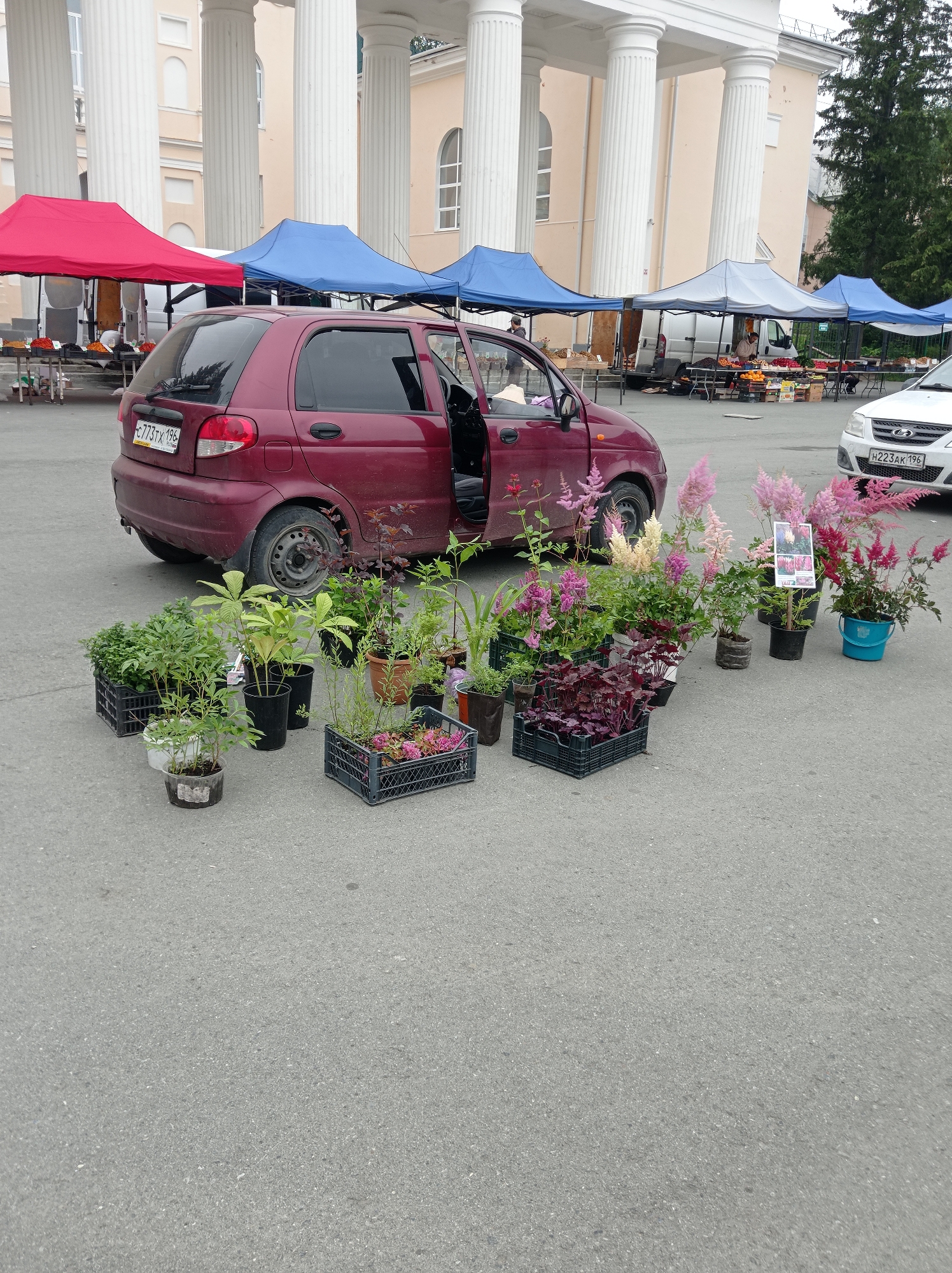 The image depicts an outdoor market scene in front of a building with large white columns, characteristic of the architecture found in Degtyarsk, Russia. A maroon hatchback car with its driver's side door open is parked prominently in the foreground, with its rear facing the viewer. The car displays a license plate that reads "C773TH 196".
Surrounding the car and extending towards the background are numerous potted plants and plants in plastic crates, suggesting a plant or flower sale. These plants vary in size and color, with some featuring delicate pink and white flowers, while others have green foliage. A blue bucket is visible near some of the plants.
In the background, several market stalls are set up under various colored awnings, including red and blue. These stalls appear to be selling produce, with fruits and vegetables visible on tables. White vans are parked behind some of the stalls. The ground is paved with asphalt. The overall atmosphere suggests a local market day.