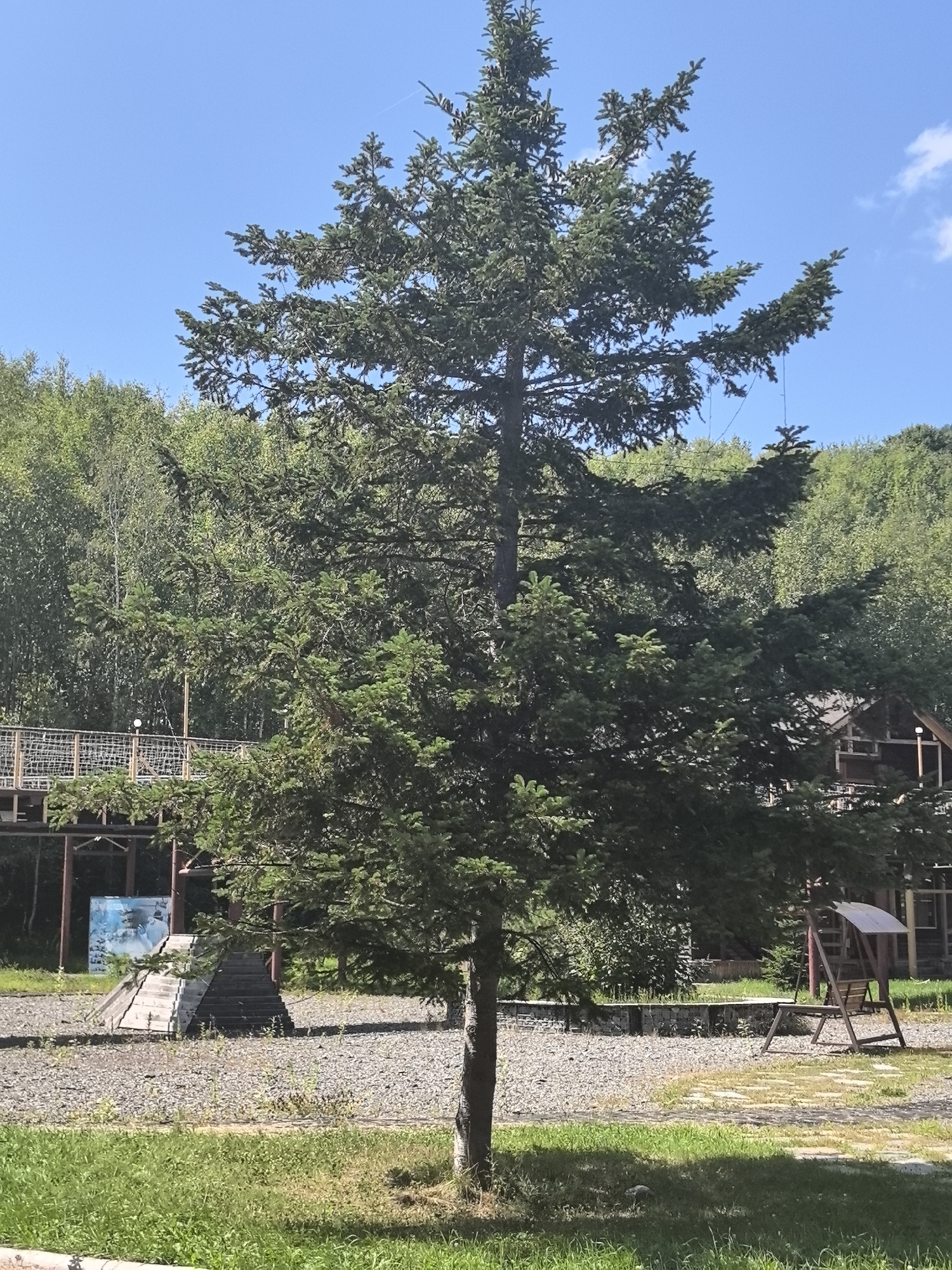 The image depicts an outdoor scene with a tall evergreen tree prominently in the foreground. Behind the tree, there are various structures, including a wooden walkway or bridge elevated above the ground, and what appears to be a rustic wooden building. The ground is covered in gravel and grass. In the background, a dense forest of trees stretches across rolling hills under a clear blue sky with a few scattered clouds. There is no indication of the city of Solnechnyi, Russia within the image itself. No people or specific actions are visible.