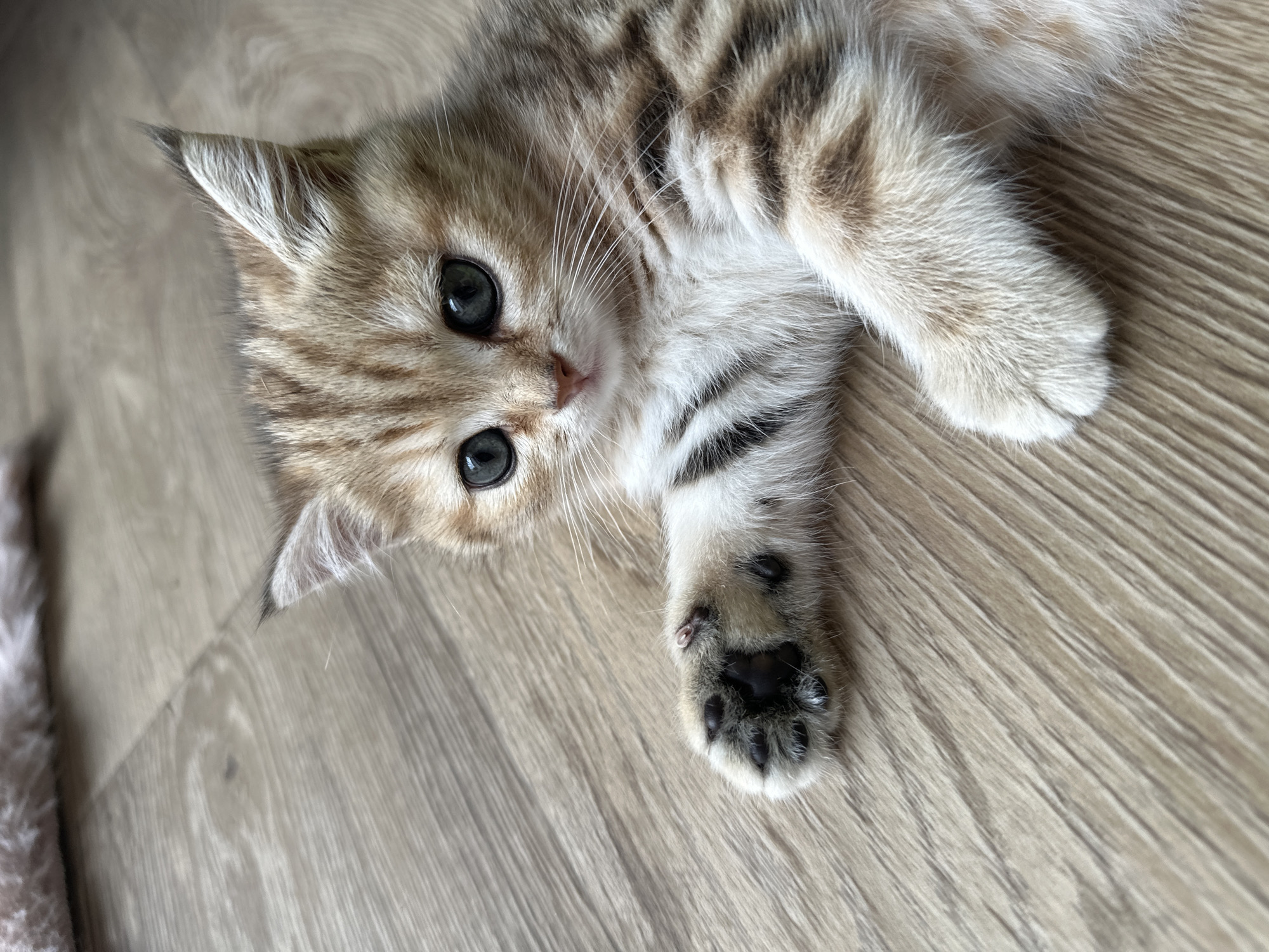 A very young, light brown and cream-colored tabby kitten with large, dark eyes is lying on a light brown wooden floor. Its left front paw is extended forward, showing black toe beans. The kitten's fur has dark brown stripes, especially visible on its back and tail. The background consists of the wooden floor and a blurred, light-colored fuzzy object in the upper left corner, possibly a blanket. The scene is indoors, likely in a home environment. There are no people or other animals visible. The lighting suggests natural light from a nearby window. The image is focused on the kitten, with a shallow depth of field blurring the background. The kitten appears to be resting or relaxing. There are no obvious signs of distress or injury. The environment is clean and tidy.