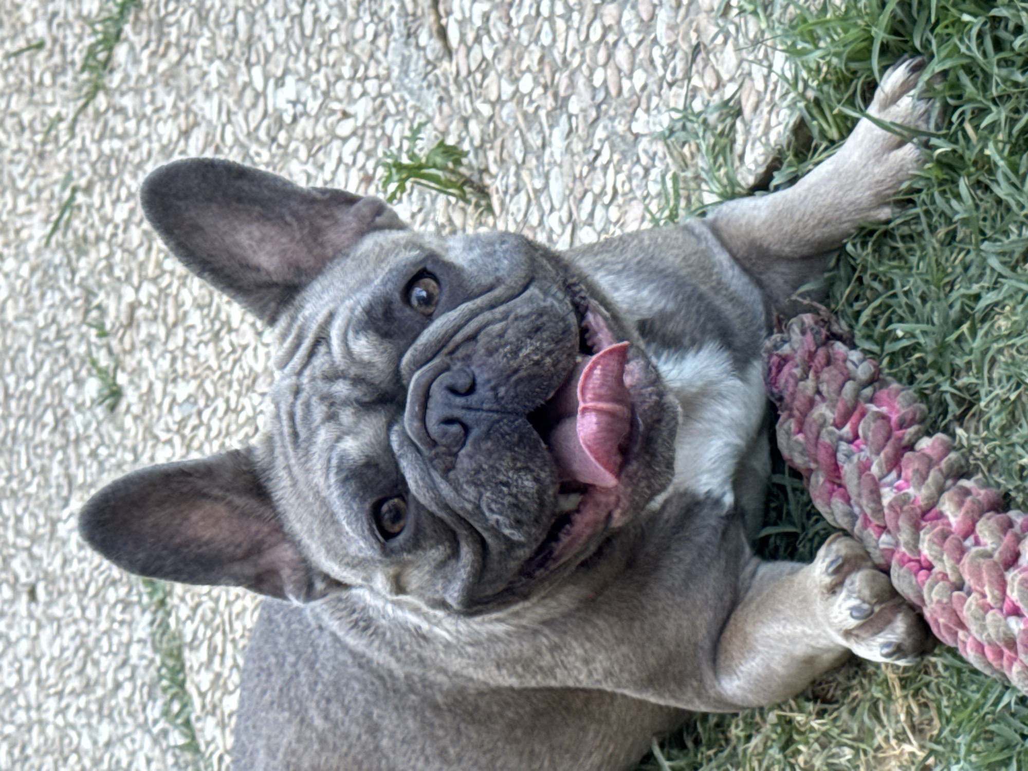 A French bulldog with grey fur and large, erect ears is lying on the grass. Its mouth is open, revealing a pink tongue and teeth, and it appears to be panting or smiling. The dog is resting its front paws on a thick, rope-like chew toy that is pink and grey. The background consists of a textured surface of small, light-colored stones and patches of green grass. The scene is outdoors. There is no indication of a specific location within San Benedetto del Tronto, Italy.