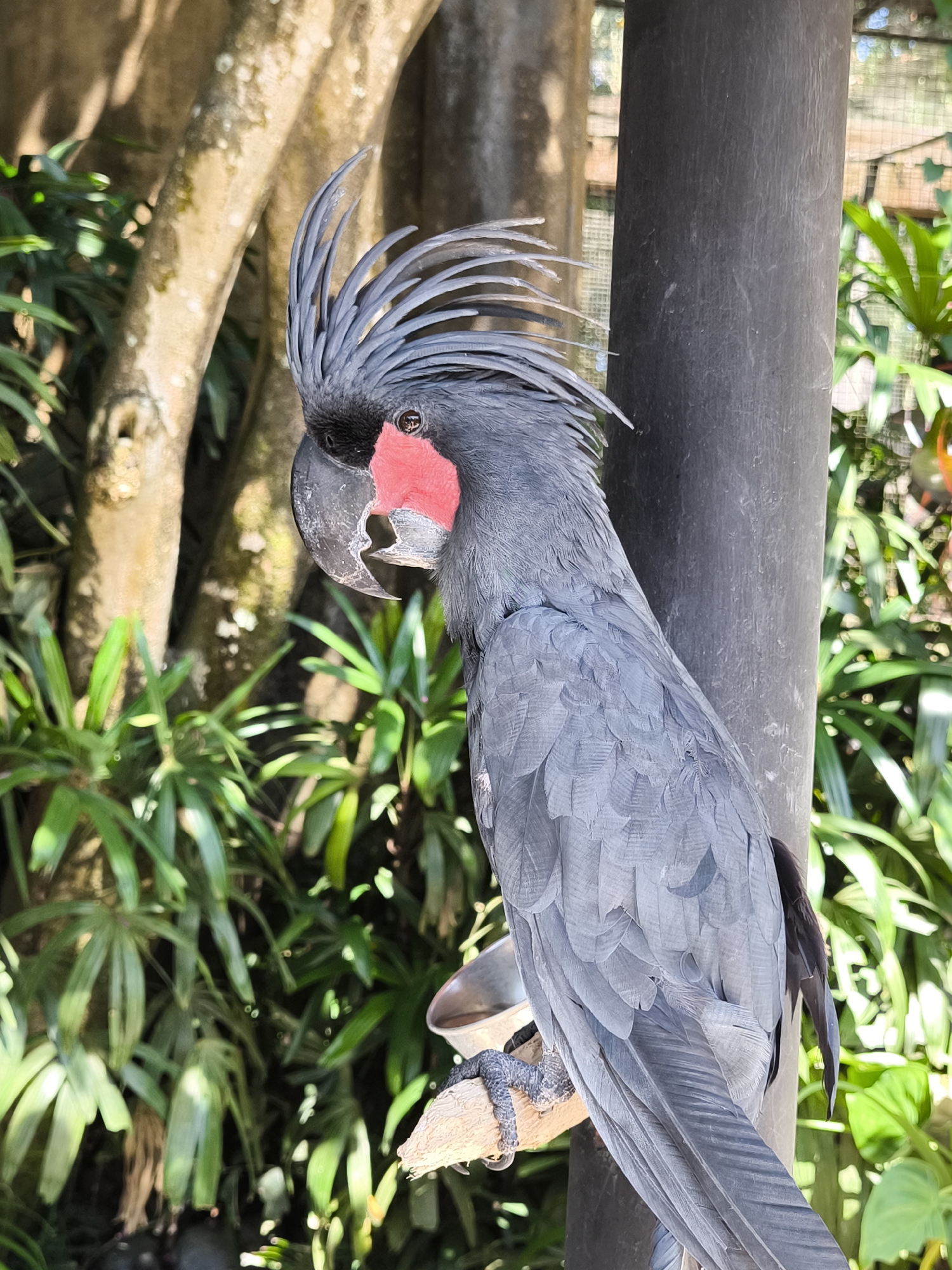 A black palm cockatoo is perched on a wooden branch in front of a dark pole. The bird is facing to the left, with its distinctive red cheek patches visible. Its crest is raised, and its black beak is slightly open. In the background, lush green foliage and trees are visible, with dappled sunlight filtering through. The scene appears to be in an outdoor aviary or naturalistic enclosure. The location is identified as Sukawati, Indonesia.