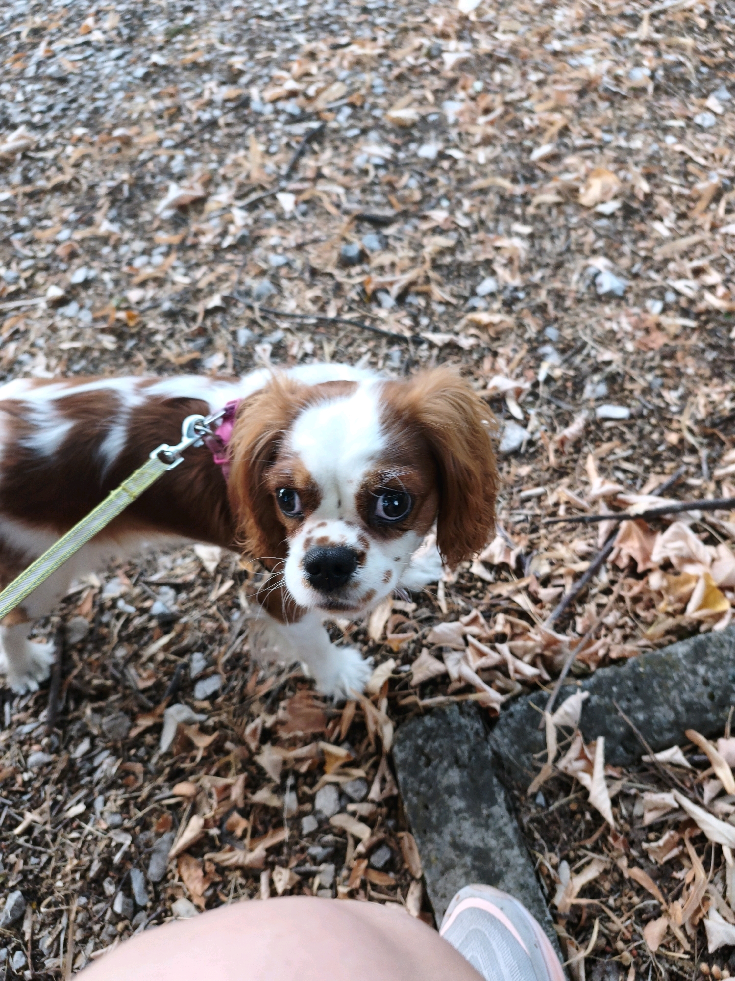A high-angle, medium shot captures a King Charles Cavalier Spaniel standing on a path covered in fallen leaves and small stones. The dog, primarily white with distinct brown patches, is leashed with a pink collar and a yellow and white patterned lead. Its gaze is directed upwards towards the camera, with its brown eyes prominent. The background consists of more leaf-strewn ground. In the bottom right of the frame, a person's leg and foot wearing a grey and pink athletic shoe are visible, suggesting the photographer's perspective. The scene appears to be an outdoor, natural setting within the city of Lovech, Bulgaria, likely a park or walking trail during autumn.
