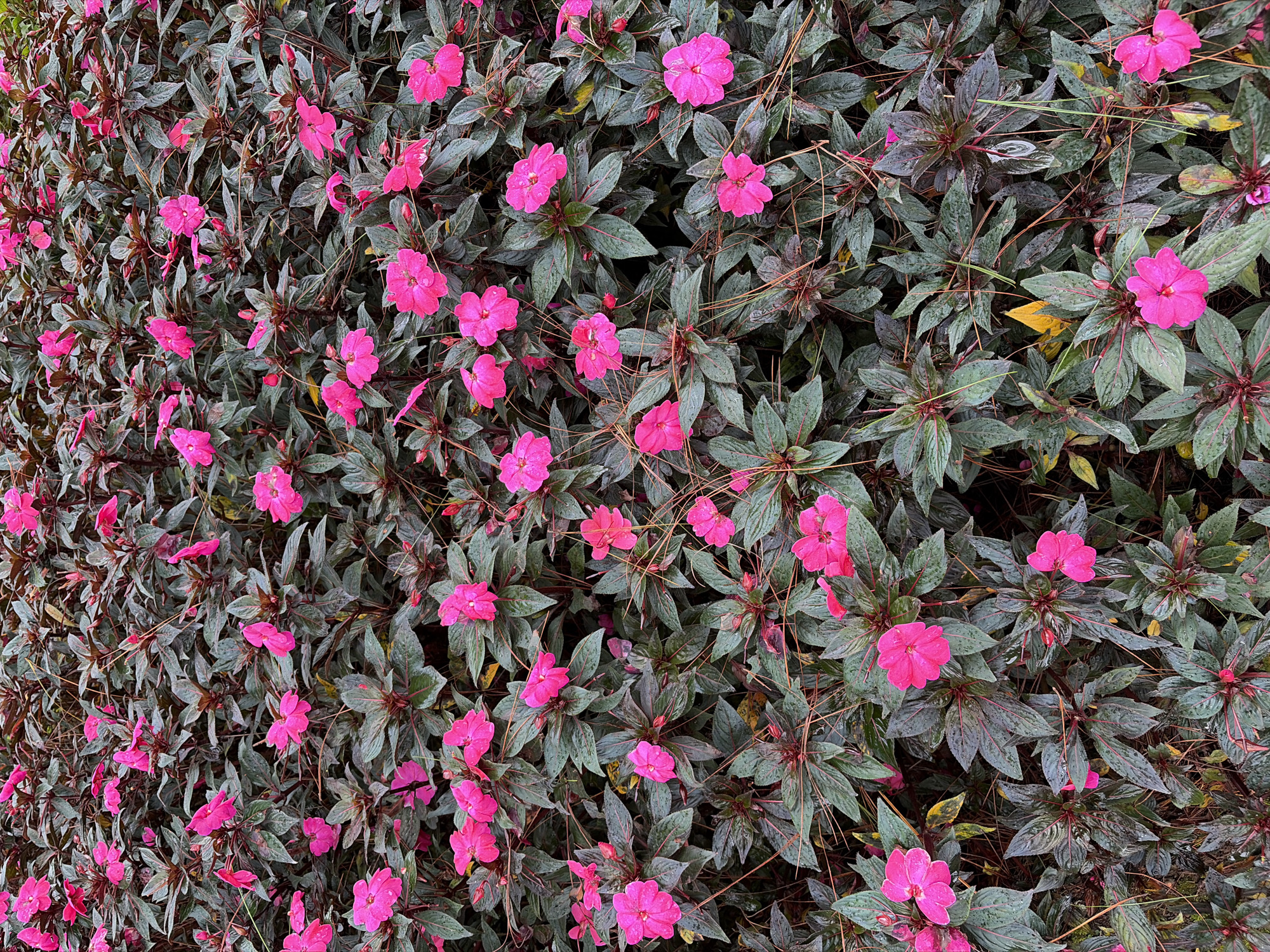 The image captures a dense bed of vibrant pink impatiens flowers, interspersed with their dark, deep green foliage. The petals of the flowers are a bright, saturated fuchsia, with some exhibiting a slightly lighter hue. The leaves are broad and ovate, with prominent veins and a subtle reddish tint along their edges and stems. Some leaves appear to have water droplets on their surface, suggesting recent rain or dew. Thin, wiry brown stems weave through the foliage, adding a delicate texture to the scene. The overall impression is one of lushness and abundant bloom. This scene is likely found in the city of Lâm Viên - Đà Lạt, Vietnam, a region known for its cool climate and suitability for growing such flowering plants. The composition is a close-up, ground-level view, filling the entire frame with the flora. There are no people, animals, or man-made objects visible in the image.