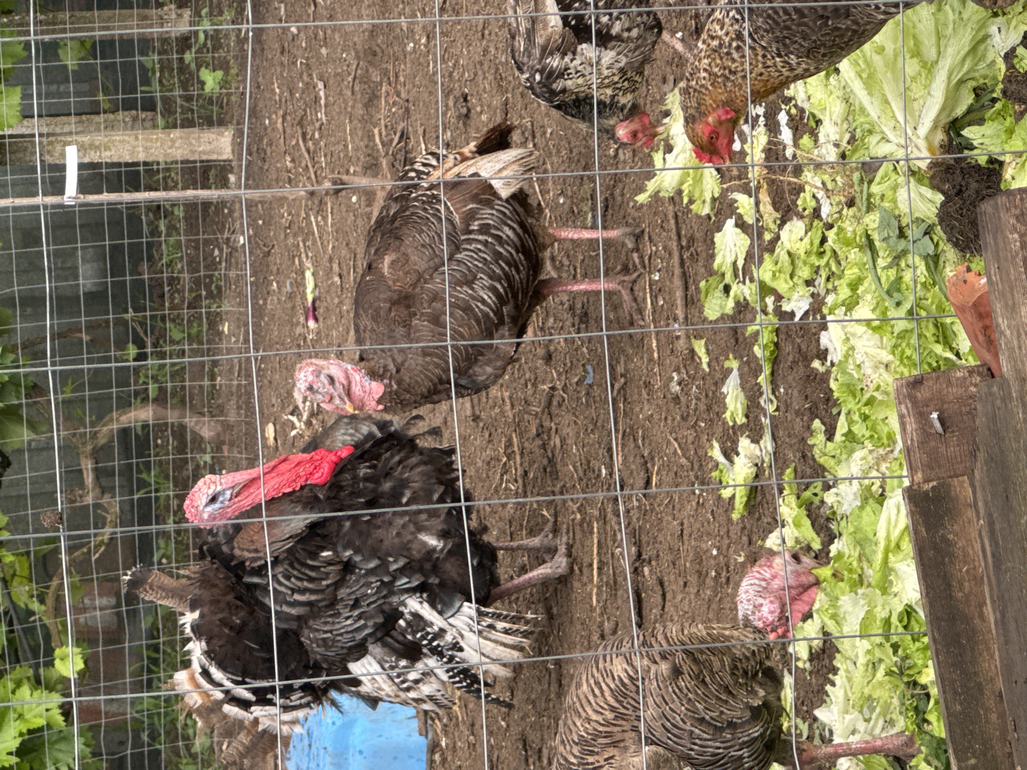 An outdoor scene depicts several domestic fowl, including turkeys and chickens, within a wire mesh enclosure. The ground is primarily composed of brown, loose dirt, with various light green lettuce leaves scattered across it. Multiple birds are actively feeding on these leaves.
In the foreground, a wire mesh fence extends across the frame. On the left, a large turkey with dark, iridescent feathers and a prominent red wattle and snood is visible, facing right. Another dark-feathered turkey is positioned towards the center, also facing right, with long pinkish legs visible. A third turkey, featuring lighter brown and striped feathers, is seen in the bottom right, with its head lowered to peck at the lettuce.
Two chickens are also present. One chicken with mottled brown and black plumage and a red comb is in the upper right, its head down to consume the lettuce. A second chicken is partially visible above the central turkey.
To the far right, rough wooden planks form part of the enclosure's boundary. A blue container or bucket is partially visible beneath the large turkey on the left. In the upper left corner, beyond the wire fence, green foliage and a small white marker attached to the fence are discernible. The scene is brightly illuminated, indicating daytime conditions in Sarnevo, Bulgaria. No visible text is present in the image.