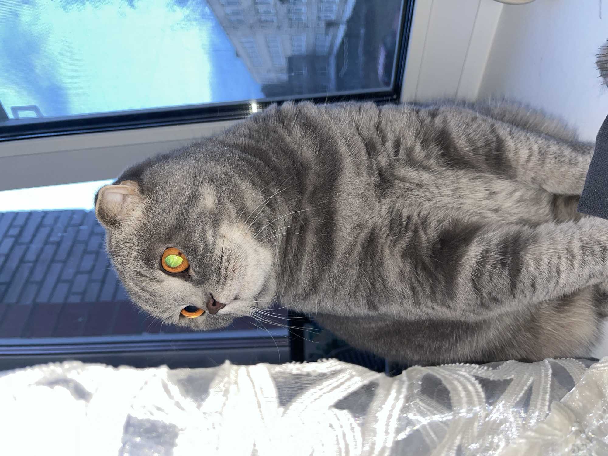 A grey domestic short-haired cat, possibly a Scottish Fold or British Shorthair breed, is depicted resting on a sunlit windowsill. The cat has dense, short grey fur with subtle darker tabby stripes. Its prominent eyes are a striking orange or amber color, with one eye reflecting a distinct green hue, possibly from an internal light source or plant.
The cat is positioned indoors by a window, gazing forward with a calm and observant expression. Through the window, a clear blue sky is visible, and reflections of multistory buildings, indicative of an urban setting in Chaikovsky, Russia, are visible on the glass pane. Strong natural sunlight illuminates the scene, suggesting it is daytime. Beneath the cat, a white lace curtain with intricate patterns is draped over the windowsill, creating bright highlights from the sunlight. No text is visible in the image.