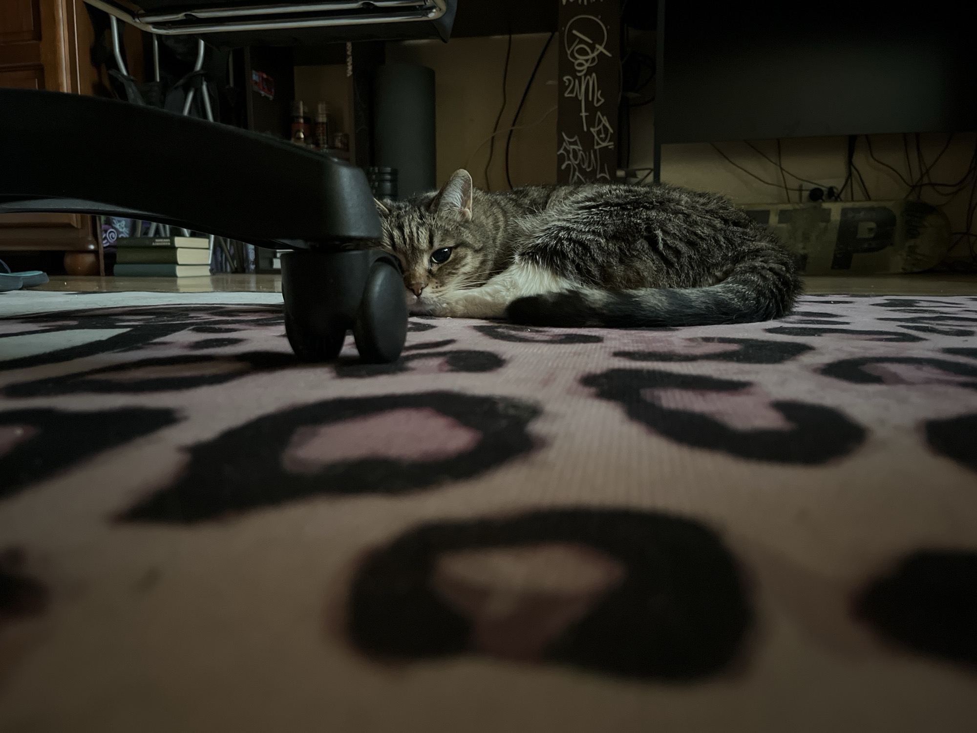A tabby cat with white markings rests on a leopard-print rug in an indoor setting. The cat is lying down, facing left, with its head slightly tilted. The cat's paws are tucked underneath its body, and its tail is curled around it. The rug covers the floor, and a black office chair leg is visible in the foreground, partially obscuring the cat. In the background, a desk or table is visible, along with some clutter, including books and wires. The lighting is dim, with shadows cast by the furniture.
