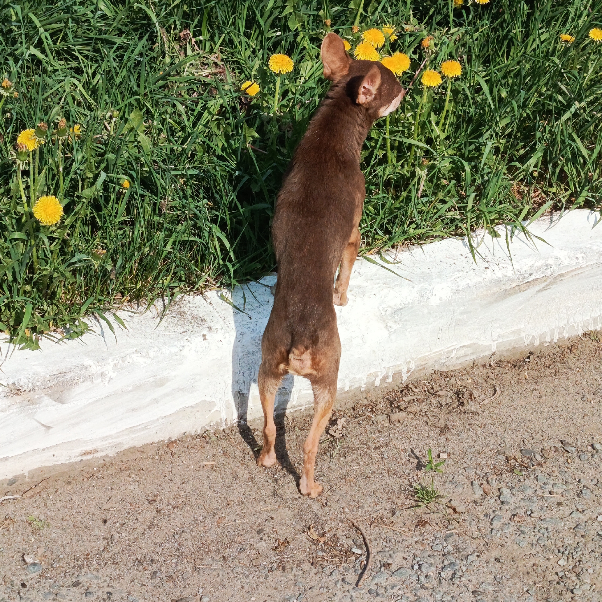 A brown, thin dog stands with its front paws resting on a low, white concrete wall. The dog is positioned with its back to the viewer, facing a patch of green grass and yellow dandelions. The ground beneath the dog's paws is a mixture of dirt, sand, and small stones. The setting appears to be outdoors, possibly a roadside or sidewalk area. This image was taken in Марковский, Russia.