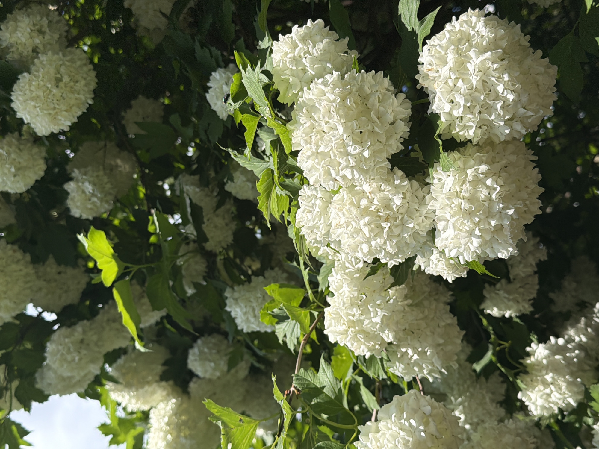 This close-up photograph displays numerous clusters of white, spherical flowers against a backdrop of green foliage, likely from a snowball bush. The scene is an outdoor natural environment, illuminated by bright daylight, suggesting sunny weather.
The primary subjects are dense, rounded clusters of small, pristine white florets that resemble snowballs. These flowers are sharply in focus in the foreground and midground, showcasing their intricate textures and the soft shadows that define their forms. The bright sunlight creates luminous highlights on the petals, contrasting with the slightly shadowed undersides of the clusters.
Interspersed among the flowers are vibrant green leaves, some appearing fresh and brightly lit by the sun, especially those that are backlit, revealing their venation and slightly serrated edges. Other leaves and branches recede into the darker, out-of-focus background, providing depth and emphasizing the bright white of the blossoms.
A small, dark insect, possibly a fly or beetle, is perched on one of the white flower clusters in the middle-right area of the image. The strong interplay of light and shadow throughout the composition highlights the natural beauty and vibrancy of the blooming plant. There is no visible text in the image.