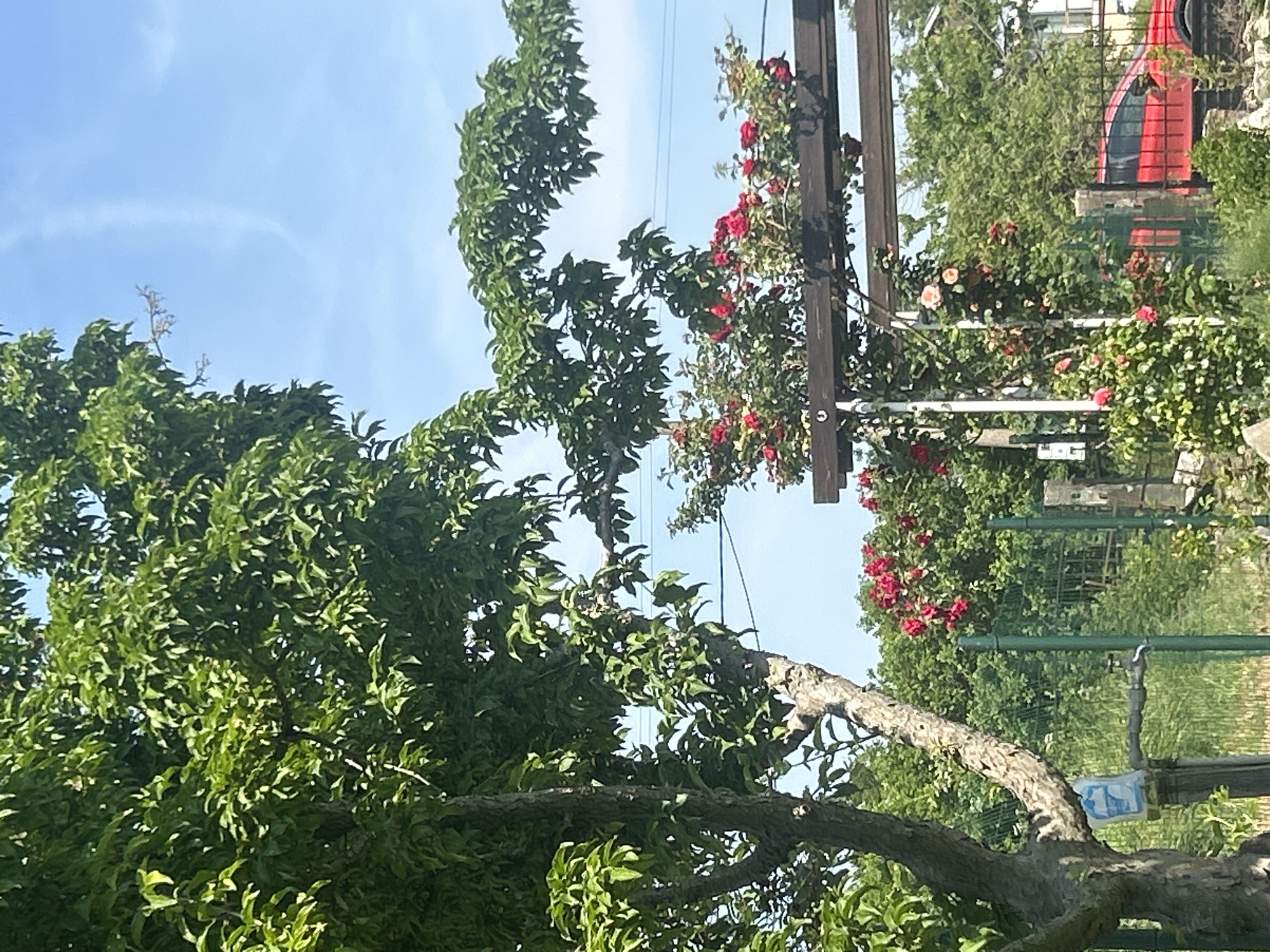 This daytime image, taken in Unknown, Unknown, depicts a verdant outdoor scene dominated by a large, leafy tree on the left and a wooden pergola laden with roses on the right. The upper portion features a bright blue sky with a faint, vertical white contrail.
A mature tree, characterized by its thick, textured trunk and dense green foliage, occupies the left side of the frame. Towards its base, a small white plastic bag or container is attached to a wooden post, adjacent to a metal water spigot and pipe. Beyond the tree, a green wire mesh fence and several wooden posts delineate the middle ground.
To the right, a dark wooden pergola or trellis structure is heavily adorned with climbing rose bushes. Numerous vibrant red roses are in full bloom across the structure, with a few lighter pink or peach-colored roses visible among them. Further in the background, behind the fence and vegetation, a red vehicle, possibly an SUV or hatchback, is partially visible on the far right side. The overall environment suggests a garden or rural setting under clear skies. No individuals are present in the image.