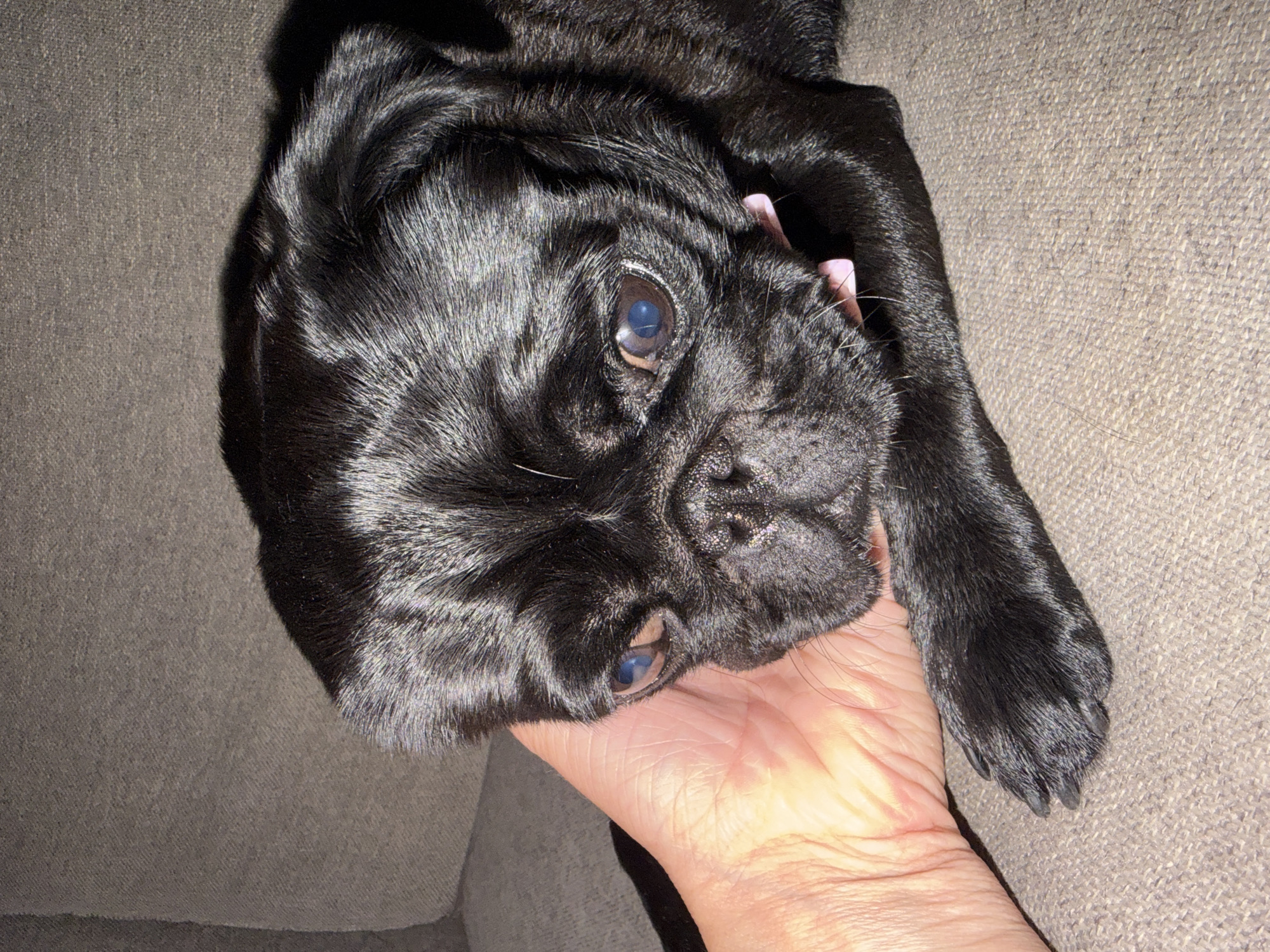 A black pug puppy is resting on a textured grey couch, with a human hand gently supporting its head. The puppy's eyes are partially closed, and its tongue is slightly extended, suggesting a state of relaxation or sleepiness. The puppy is wearing a light pink collar. The lighting in the image is warm, with highlights glinting off the pug's dark fur. The scene appears to be indoors, within a residential setting. There is no identifiable location within Sirius, Russia depicted in the image.