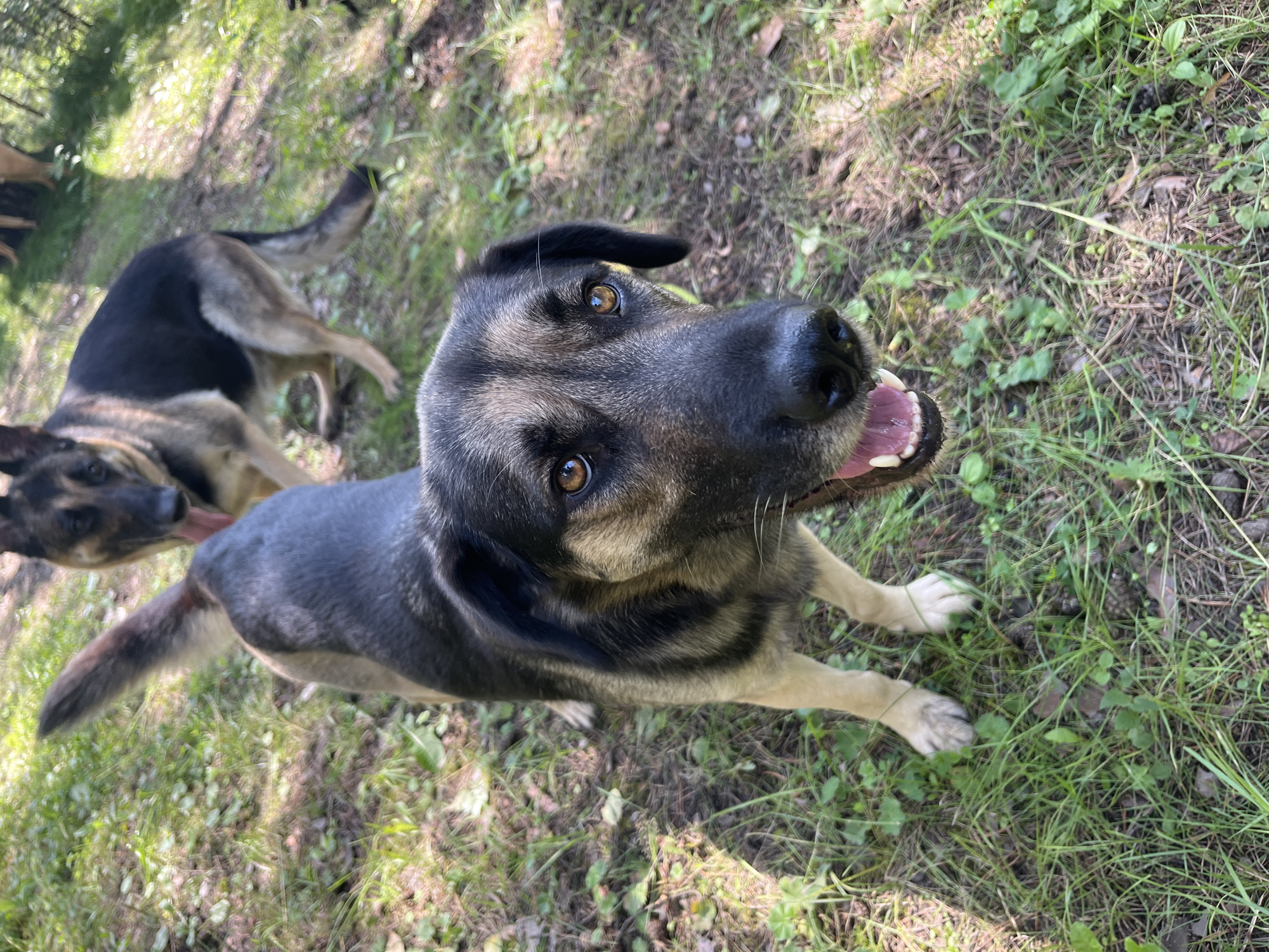 The image depicts two German Shepherd dogs outdoors in a grassy, wooded area. The dog in the foreground is facing the camera, with its mouth open and tongue visible. It has dark fur with tan markings around its face and legs. Its eyes are a light brown. Behind it, another German Shepherd is partially visible, facing away from the camera with its head turned slightly to the side, its tongue also visible. The ground is covered in grass, fallen leaves, and pine needles. Sunlight filters through the trees, creating dappled shadows. The overall scene suggests a natural environment, likely a park or forest, consistent with outdoor recreational areas that might be found within or near a city like Nizhny Tagil, Russia.